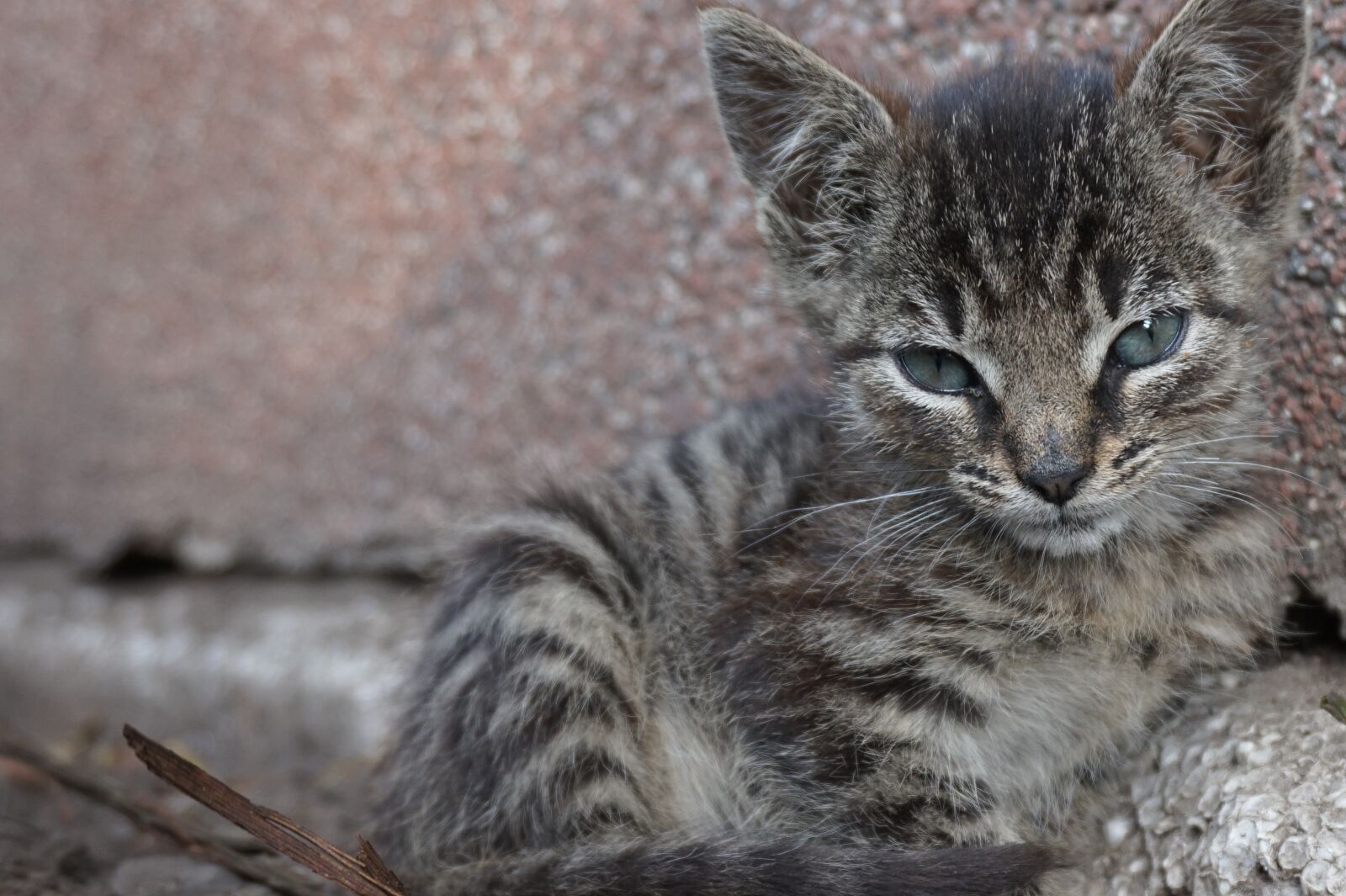 Sony Alpha a5000 (ILCE 5000) sample photo. Baby cat, dear, domestic photography