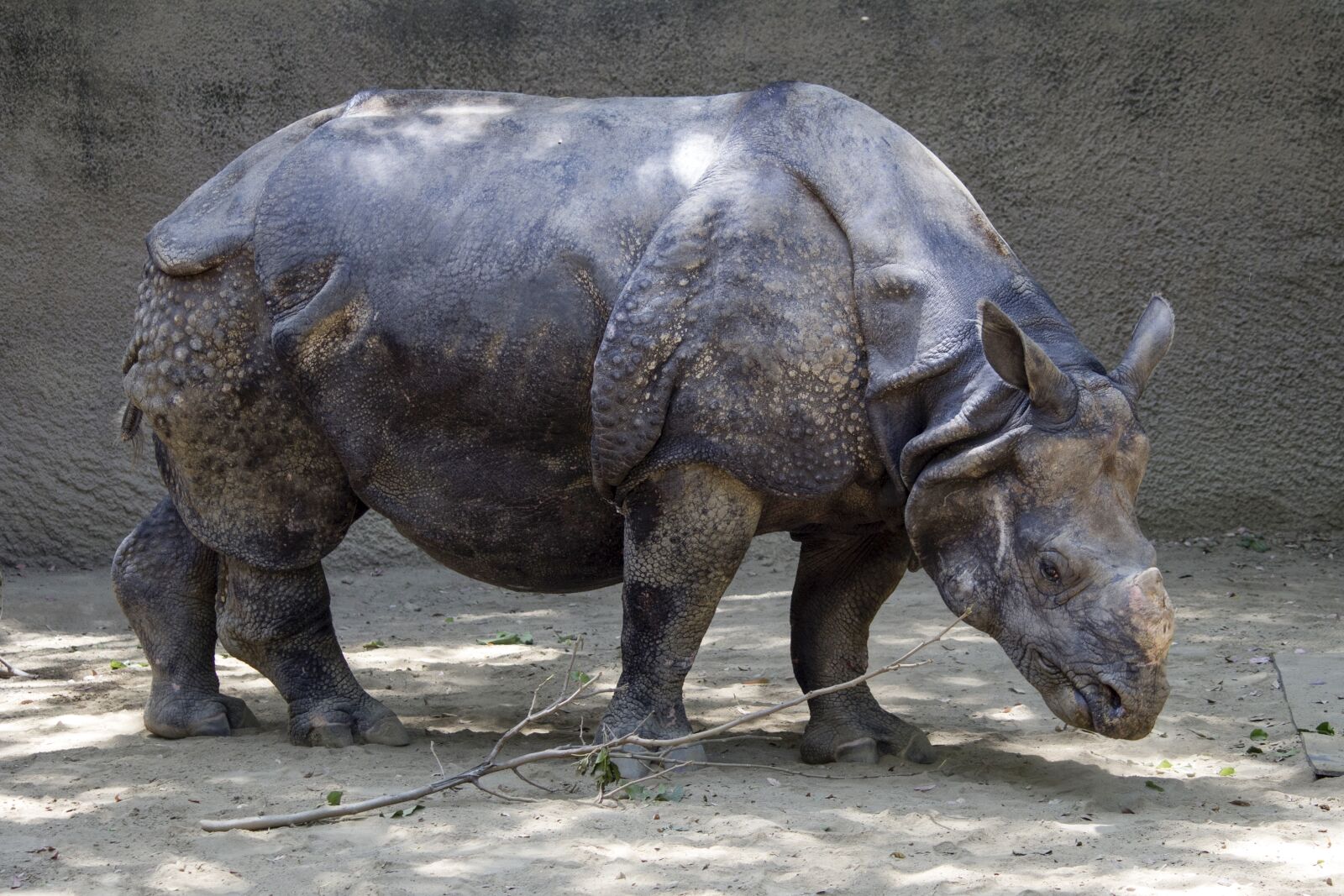 Canon EF-S 55-250mm F4-5.6 IS II sample photo. Rhino, animal, rhinoceros photography