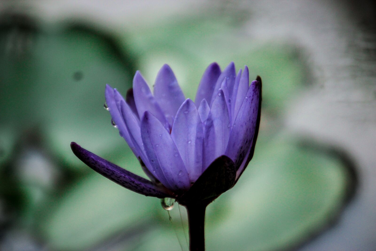 Canon EOS 600D (Rebel EOS T3i / EOS Kiss X5) sample photo. Lotus, nature, flowers photography