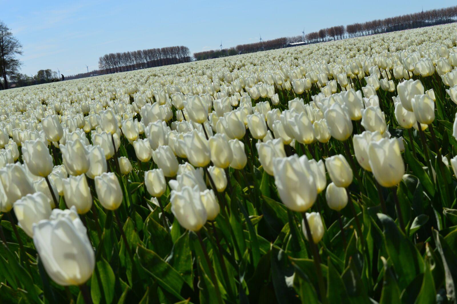 Nikon D3200 sample photo. Tulip, netherlands, holland photography