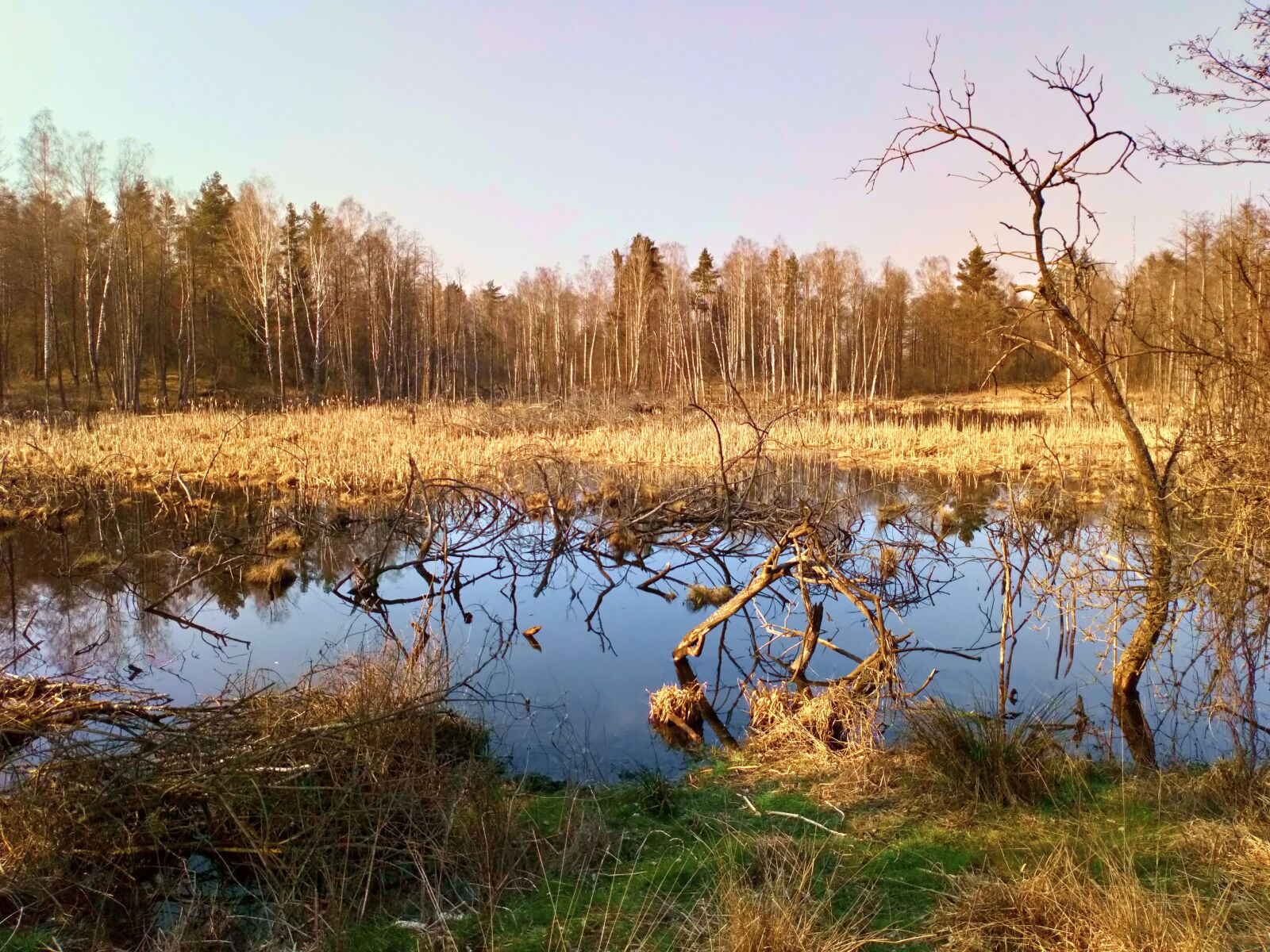 Sony Xperia L1 sample photo. Pond, early spring, tree photography