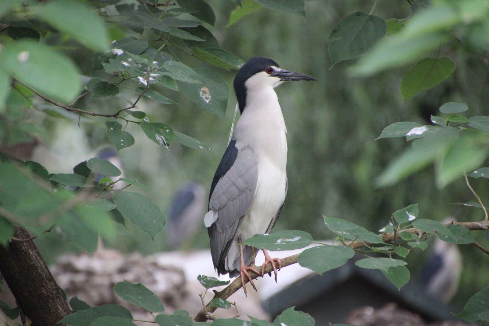 Canon EOS 600D (Rebel EOS T3i / EOS Kiss X5) sample photo. Night heron, perched night photography