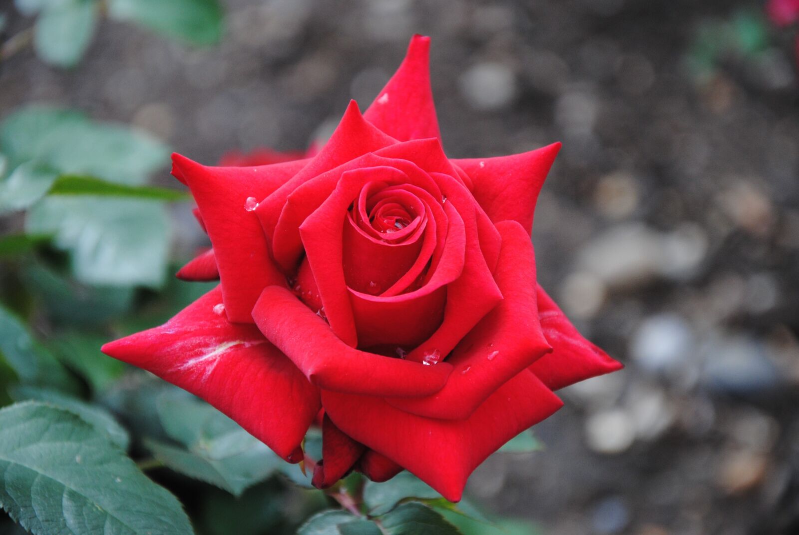 Nikon D3000 sample photo. Red rose, rose, red photography