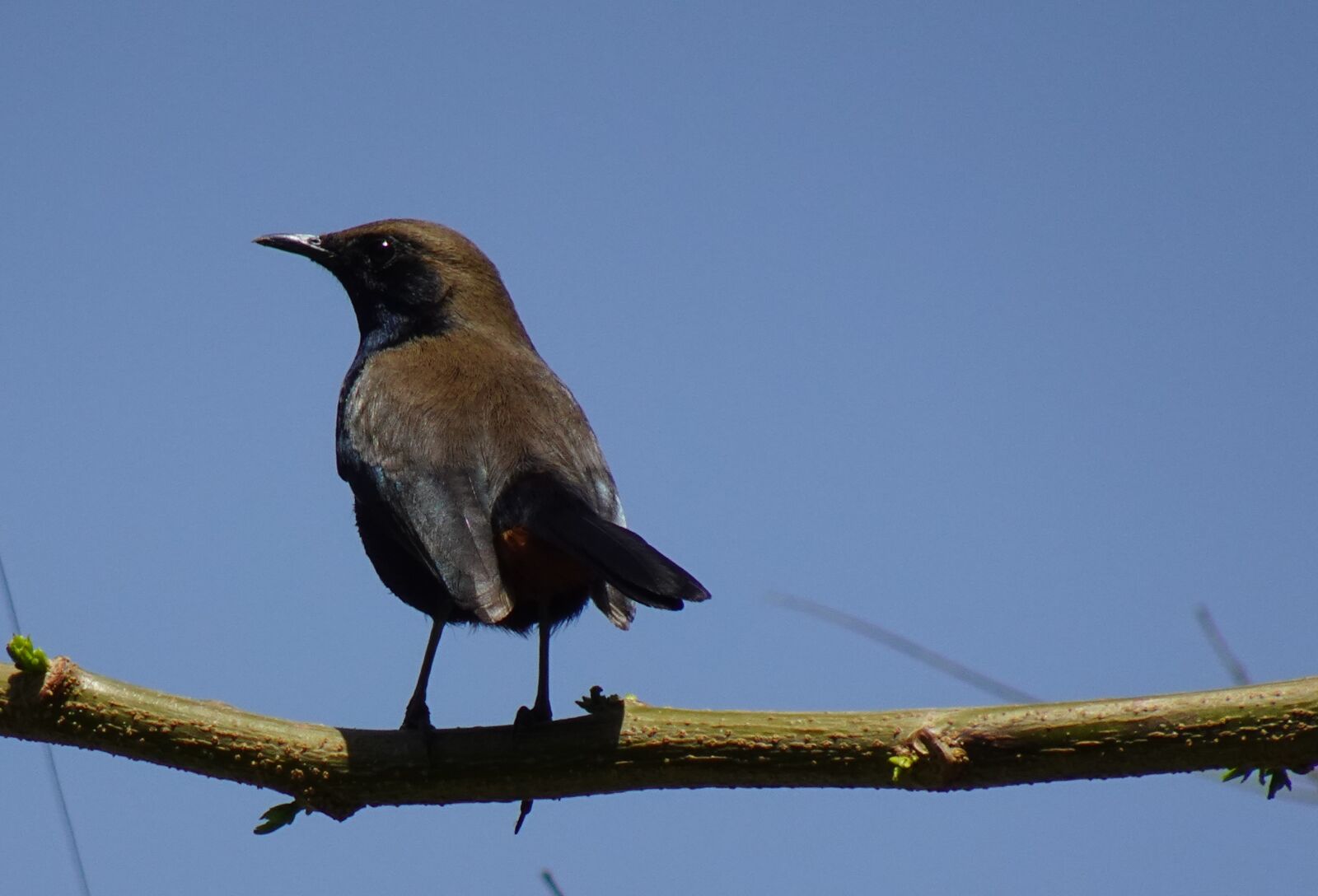 Sony DSC-WX800 sample photo. Bird, robin, indian robin photography