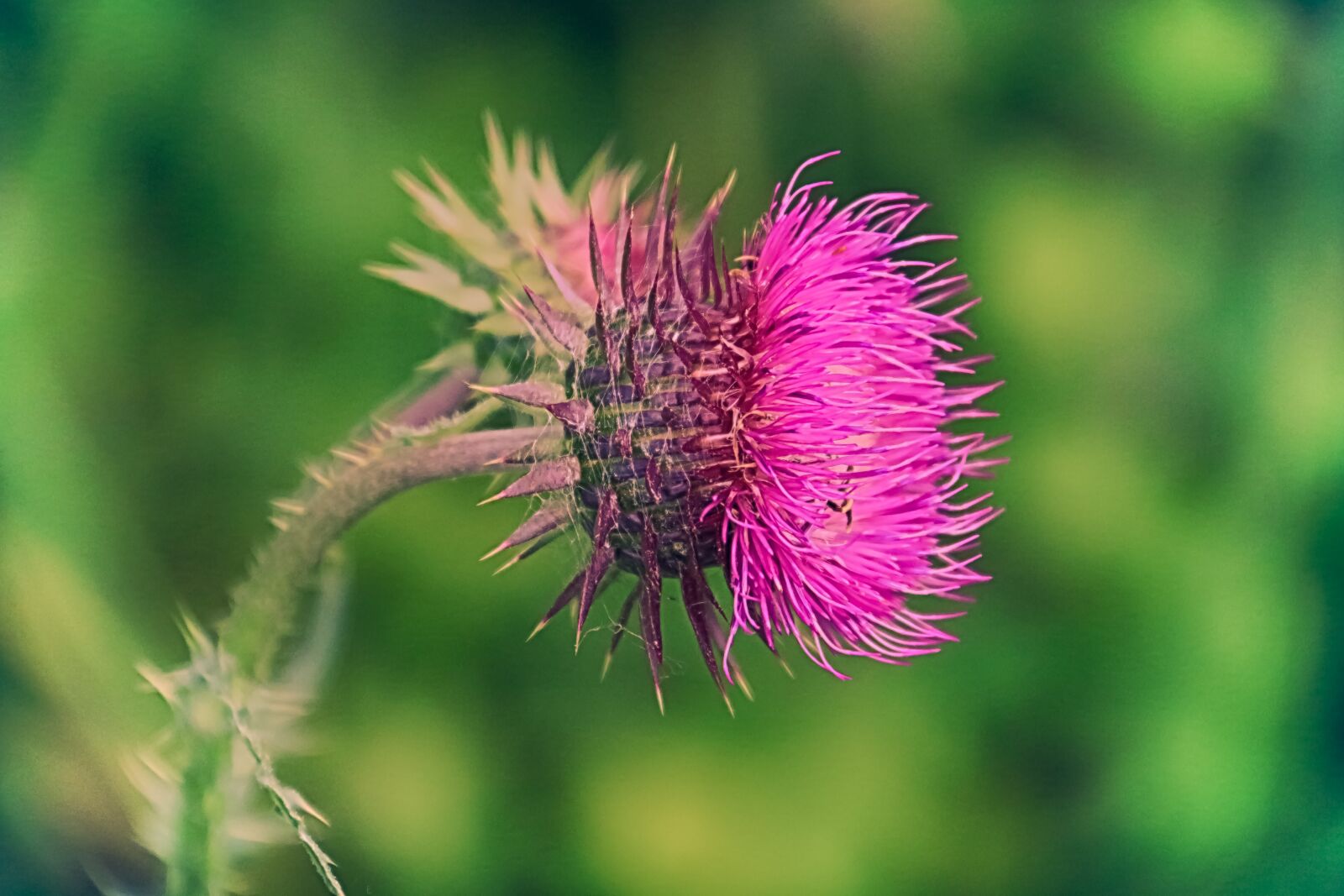Canon EOS 70D sample photo. Flower, thistle, thorny photography