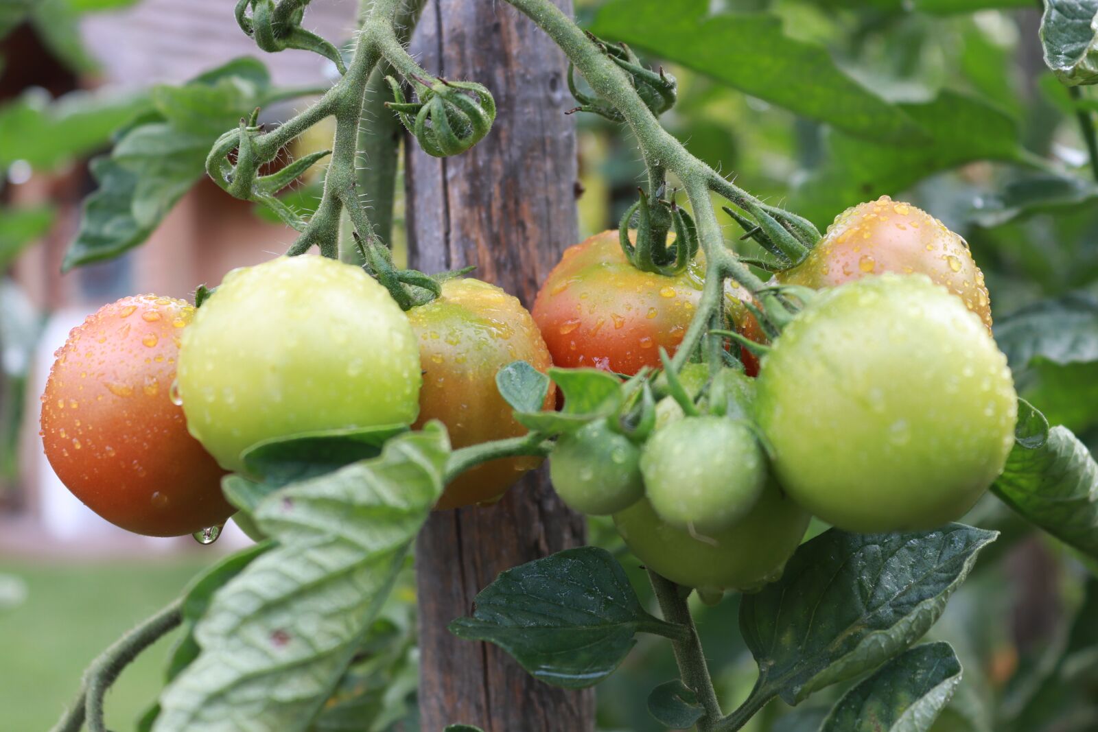 Canon EOS 200D (EOS Rebel SL2 / EOS Kiss X9) sample photo. Tomato, red, food photography