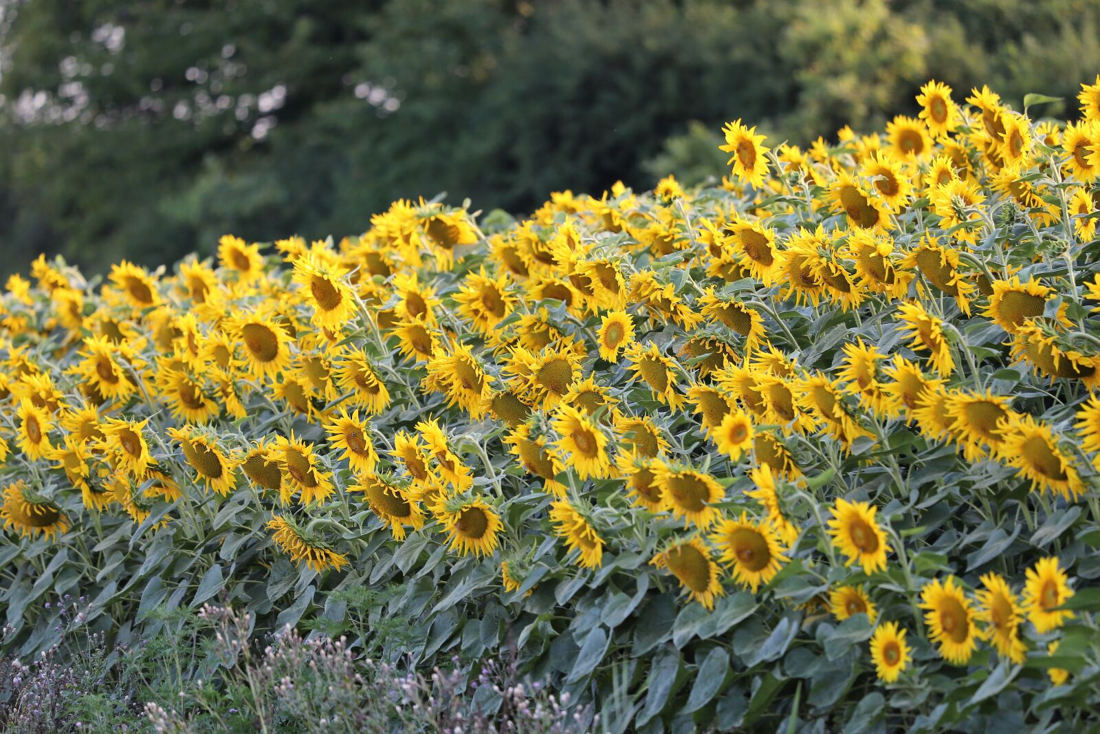 Canon EF 70-300 F4-5.6 IS II USM sample photo. Agriculture, sunflowers, bloom photography