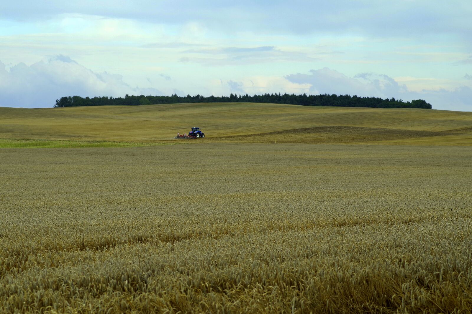 Pentax K-S2 sample photo. Corn, field, ears photography