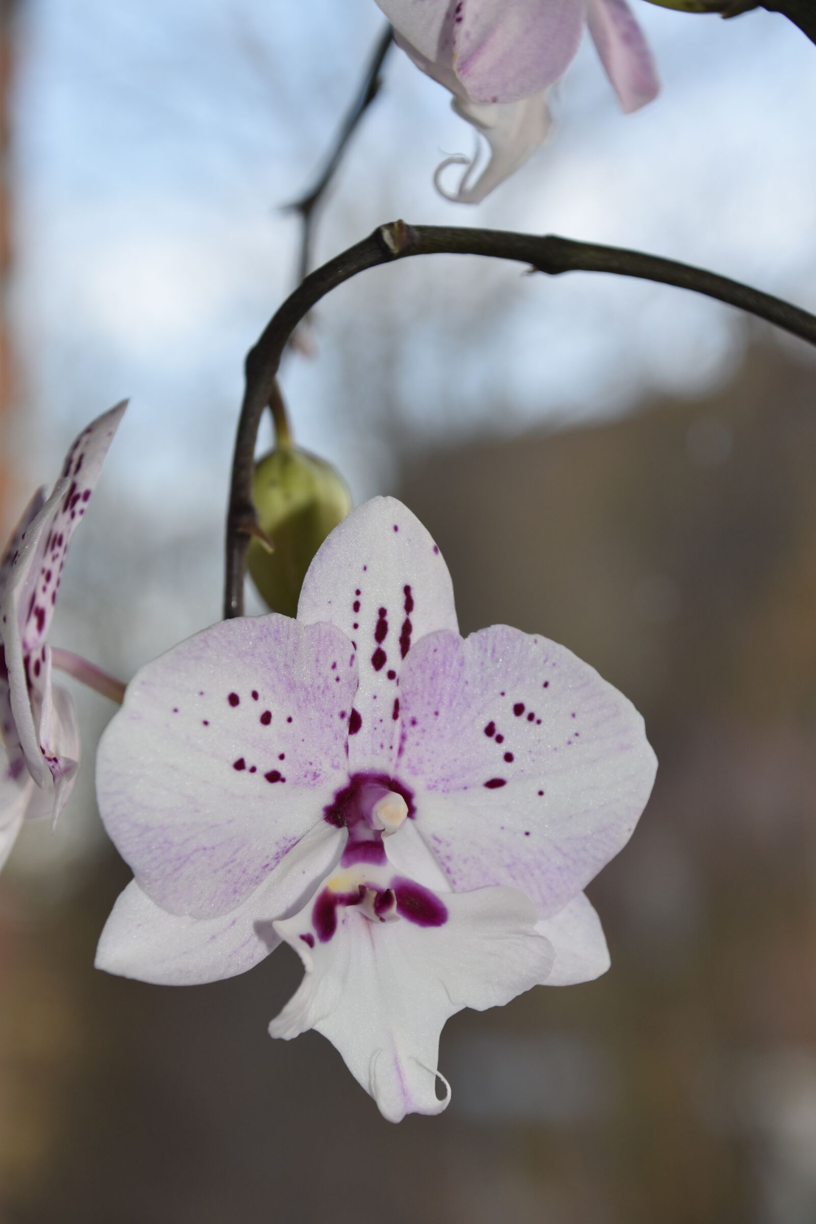 Nikon D5600 sample photo. Flower, plant, nature photography