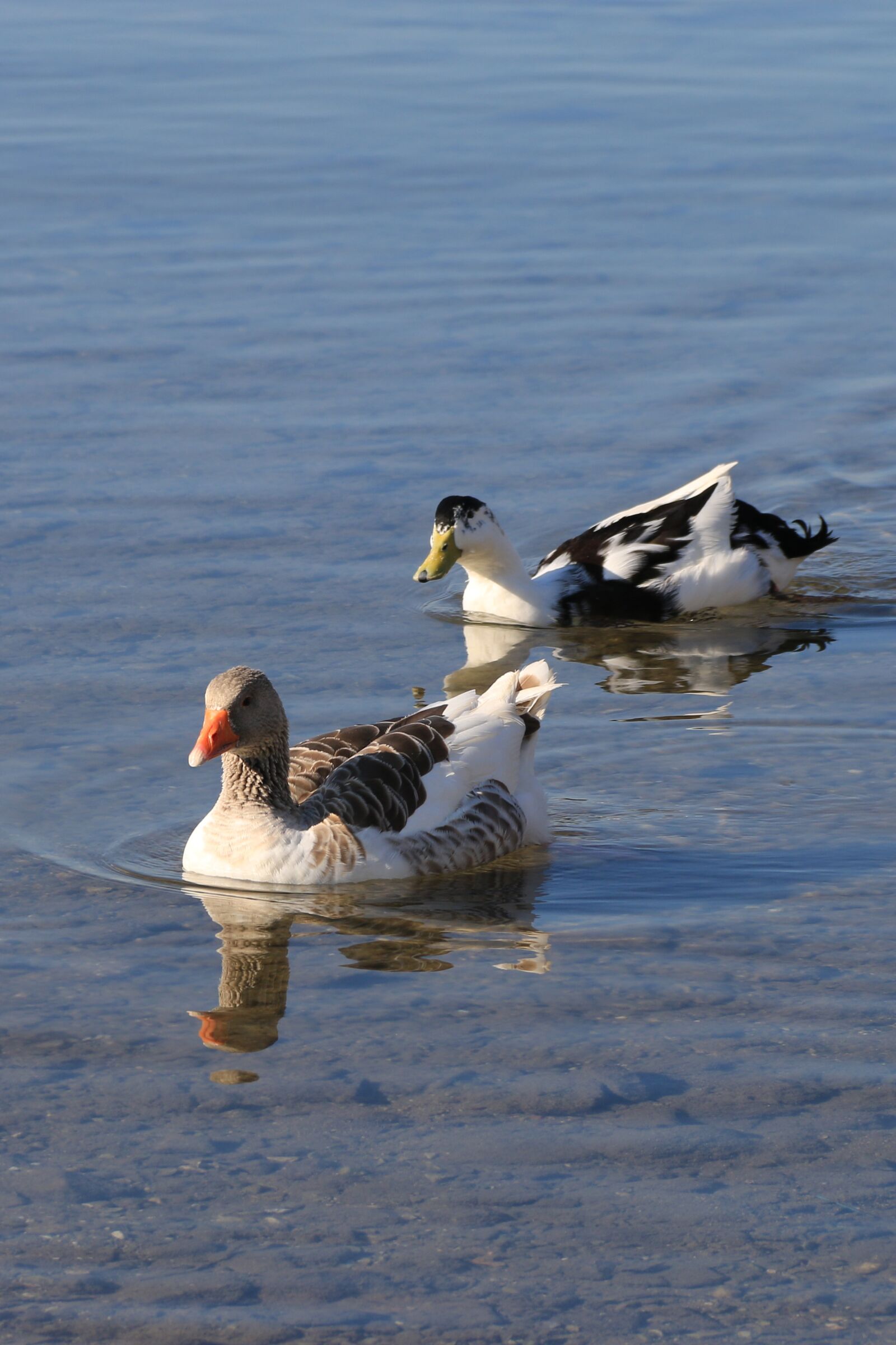 Canon EF-S 18-135mm F3.5-5.6 IS sample photo. Duck, marine, bird photography