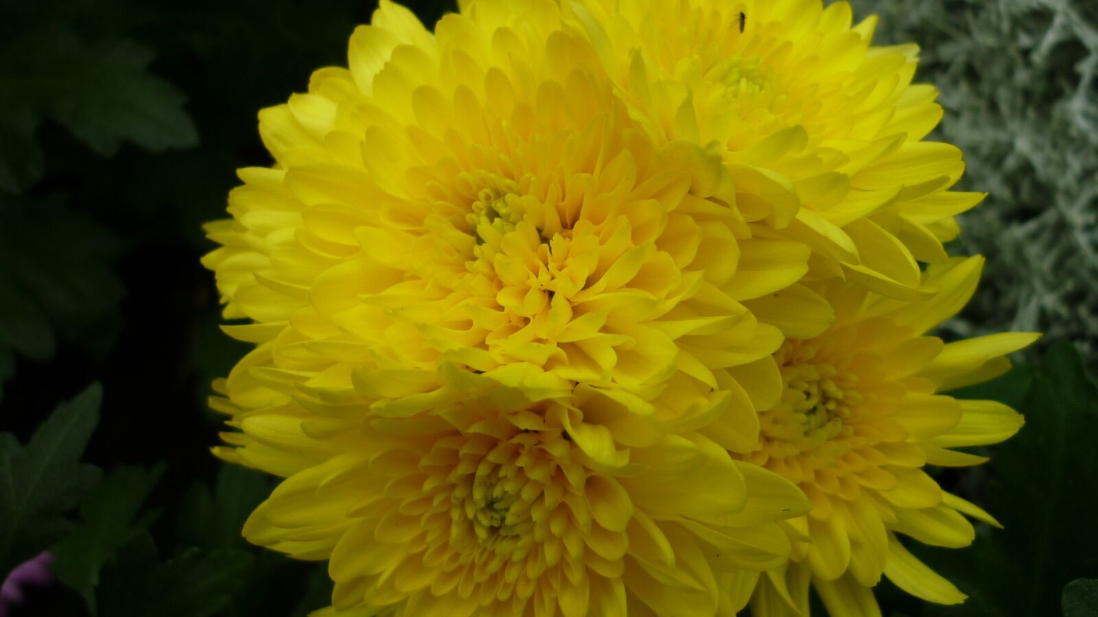 Panasonic Lumix DMC-FS6 sample photo. Aster, flower, blossom photography