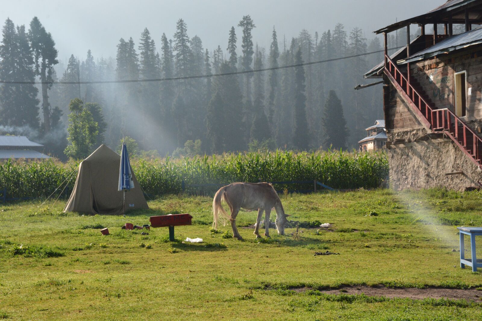 Nikon D7100 sample photo. Green, horse, kashmir photography