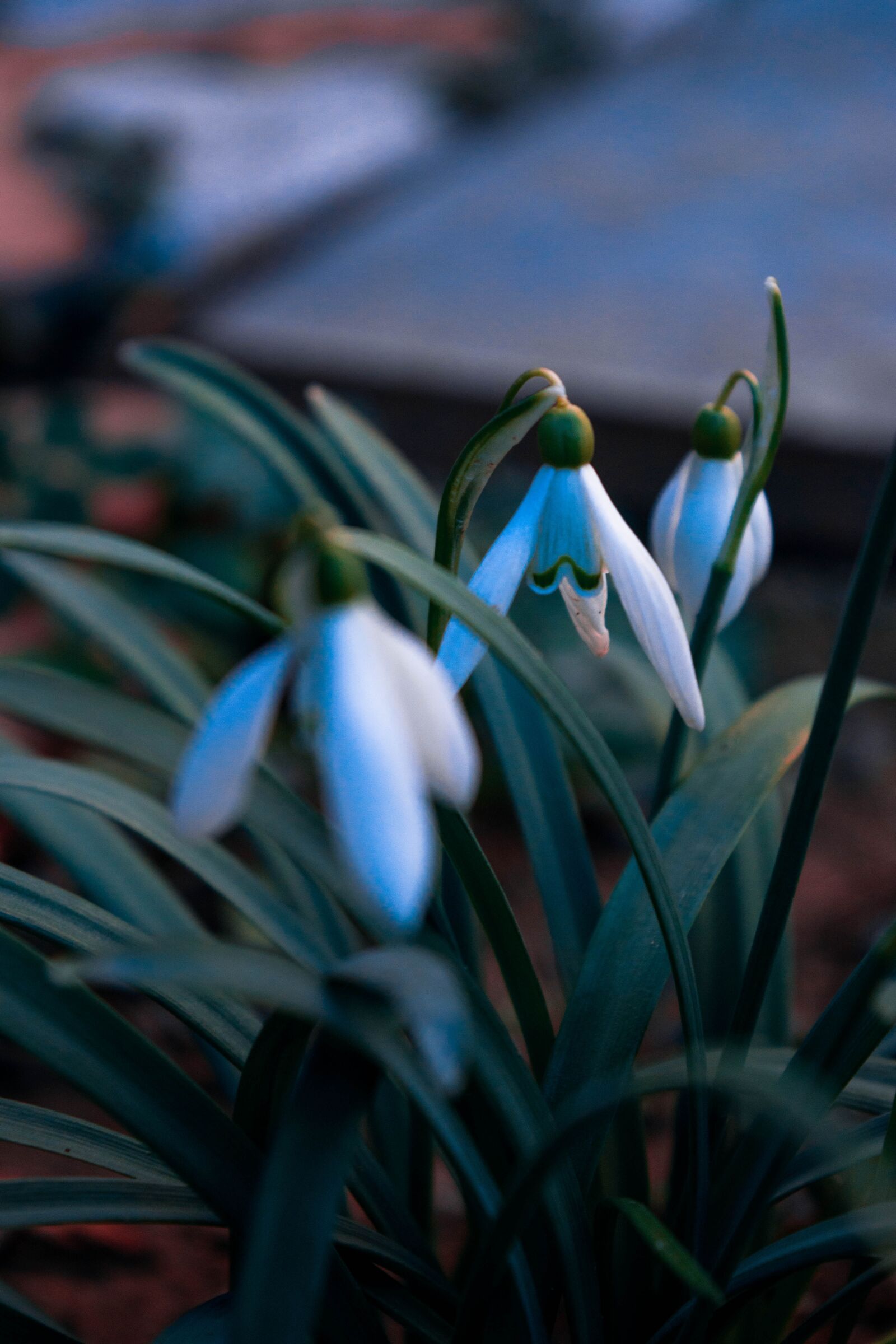 Nikon D5300 sample photo. Snežienky, spring, white photography