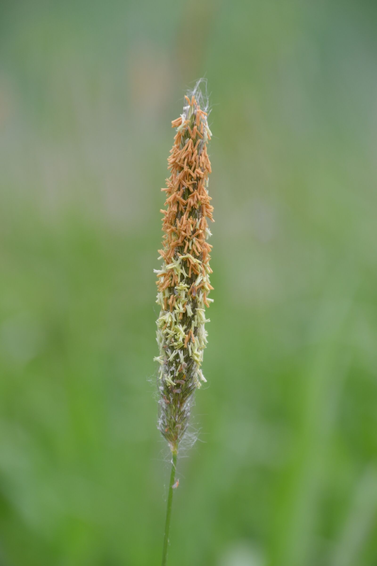 Nikon D3100 sample photo. Grass, bloom, meadow photography