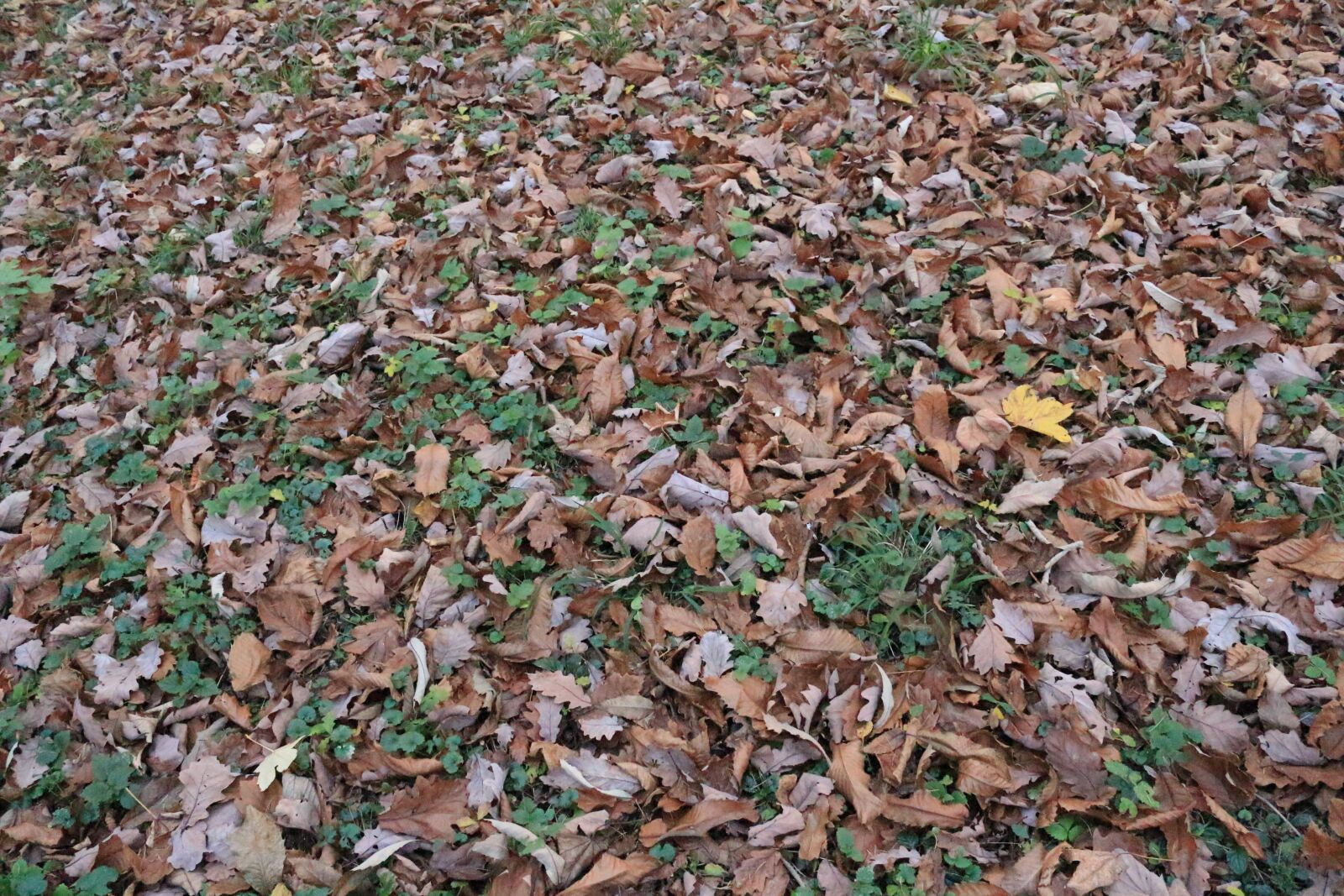 Canon EOS 650D (EOS Rebel T4i / EOS Kiss X6i) sample photo. Fall foliage, path, mood photography