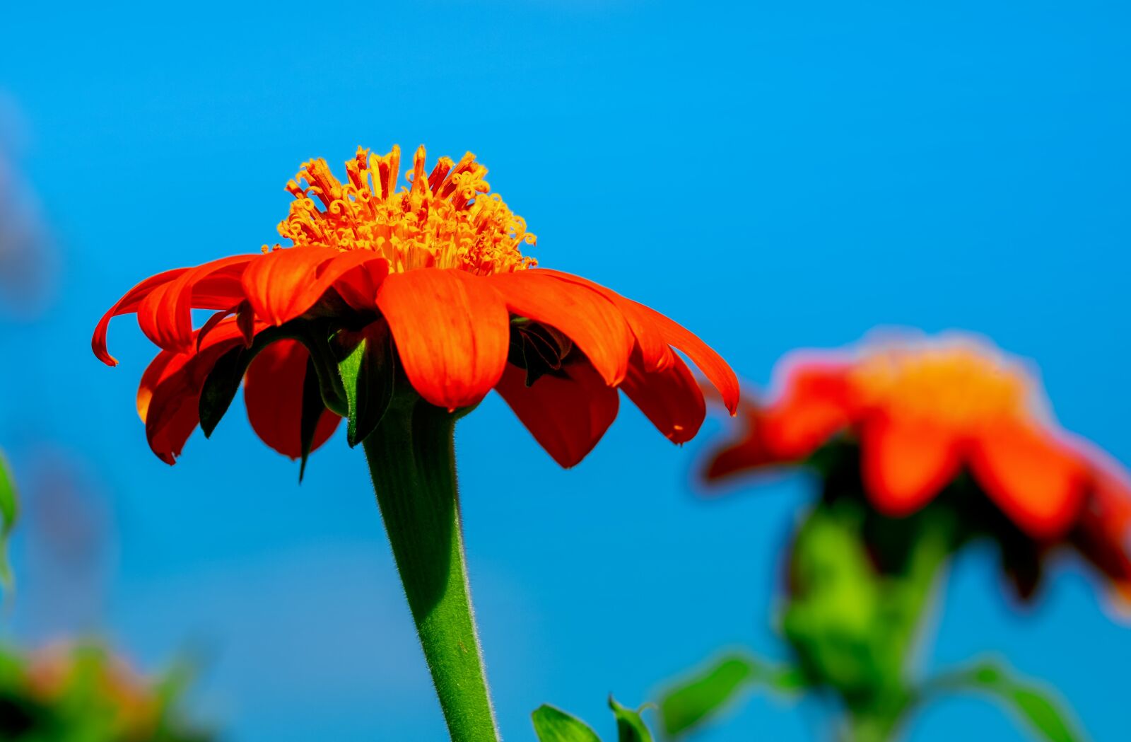 Fujifilm XF 55-200mm F3.5-4.8 R LM OIS sample photo. Gerbera, flower, blossom photography