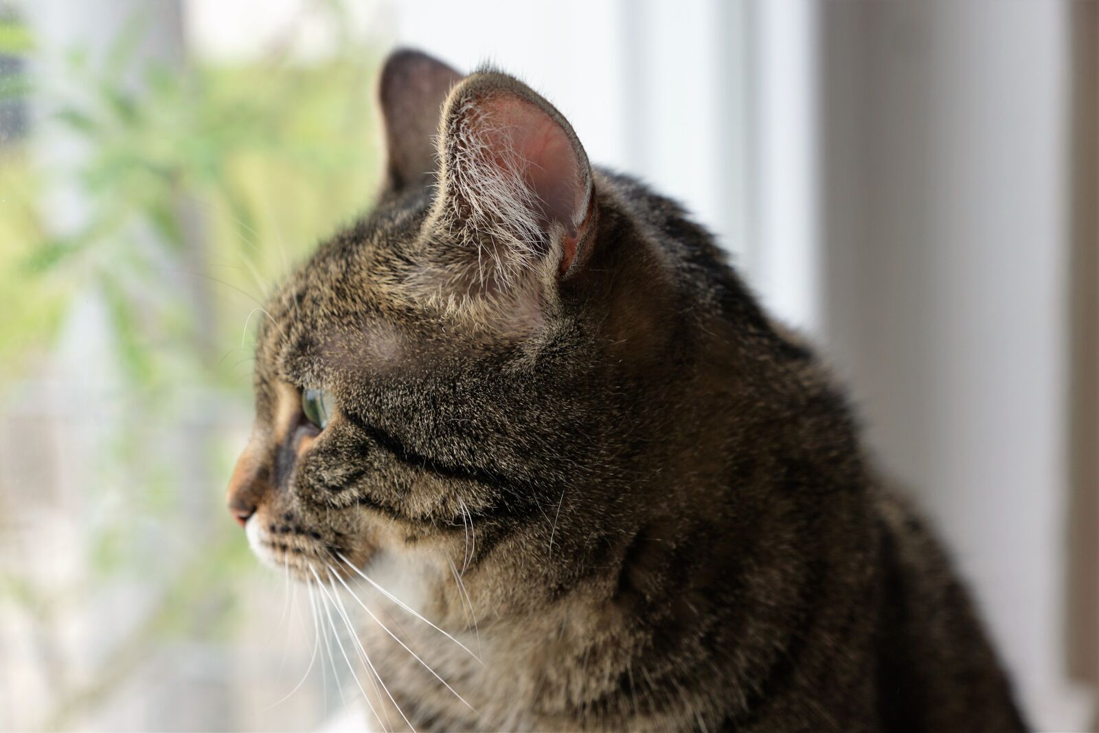 Sony ILCA-77M2 + Sony DT 16-50mm F2.8 SSM sample photo. Cat, animal, pet photography