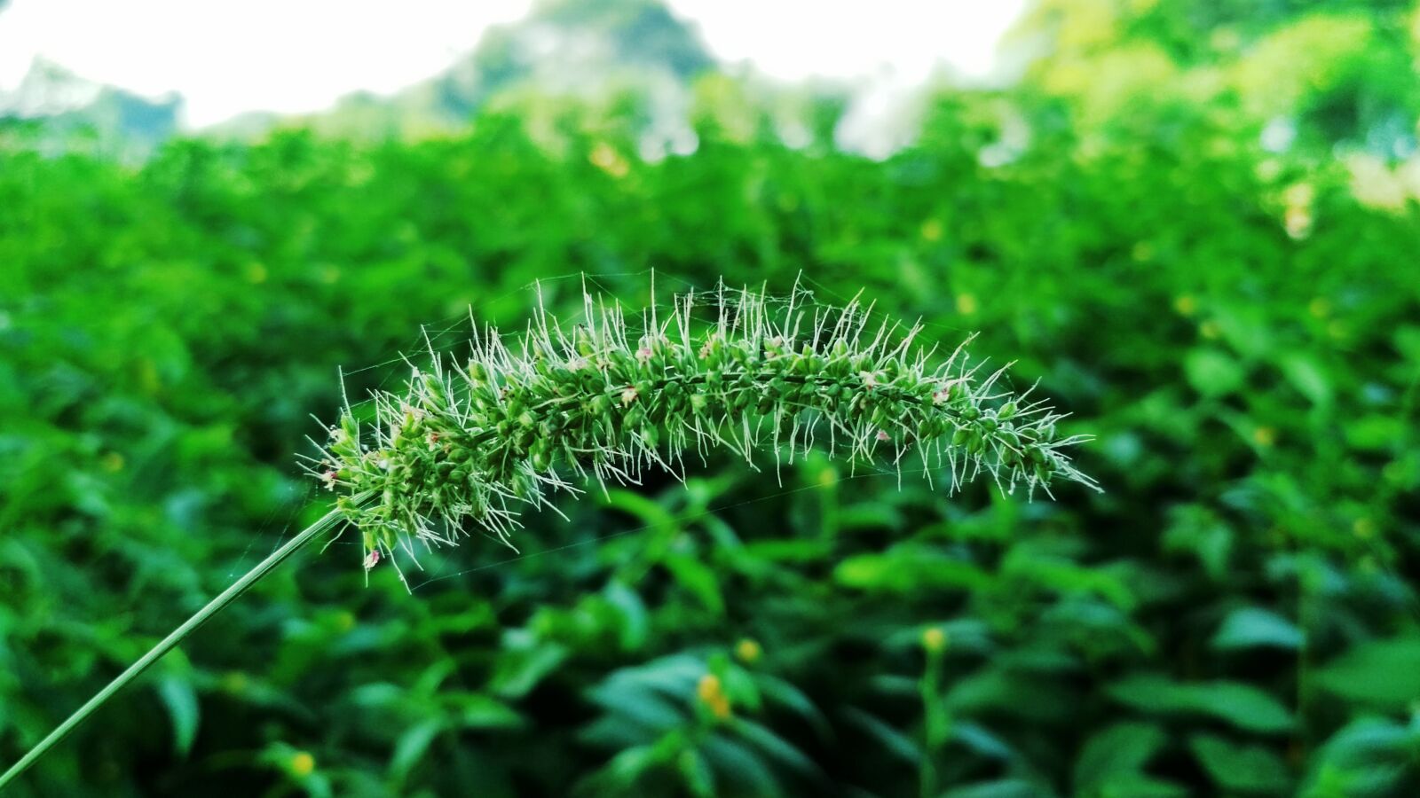 Xiaomi Redmi 4 Pro sample photo. Background, blur, clear, close photography