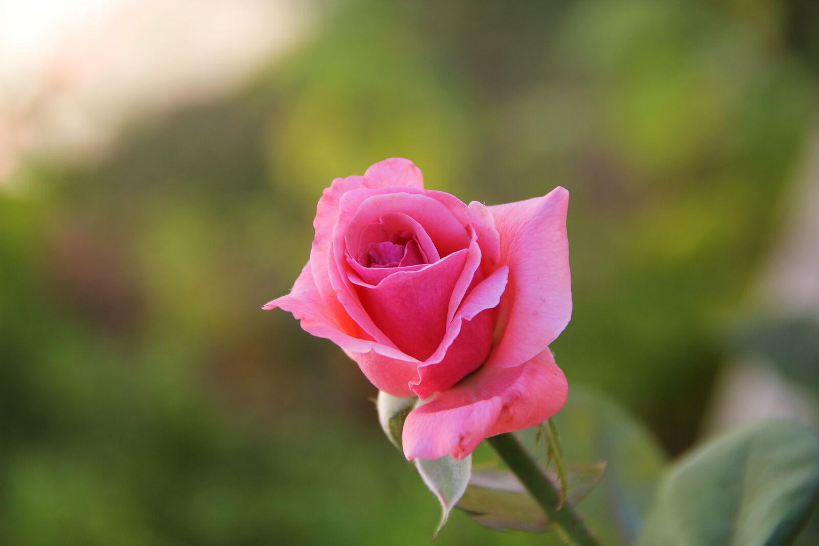 Canon EOS 60D sample photo. Rose, spring, nature photography