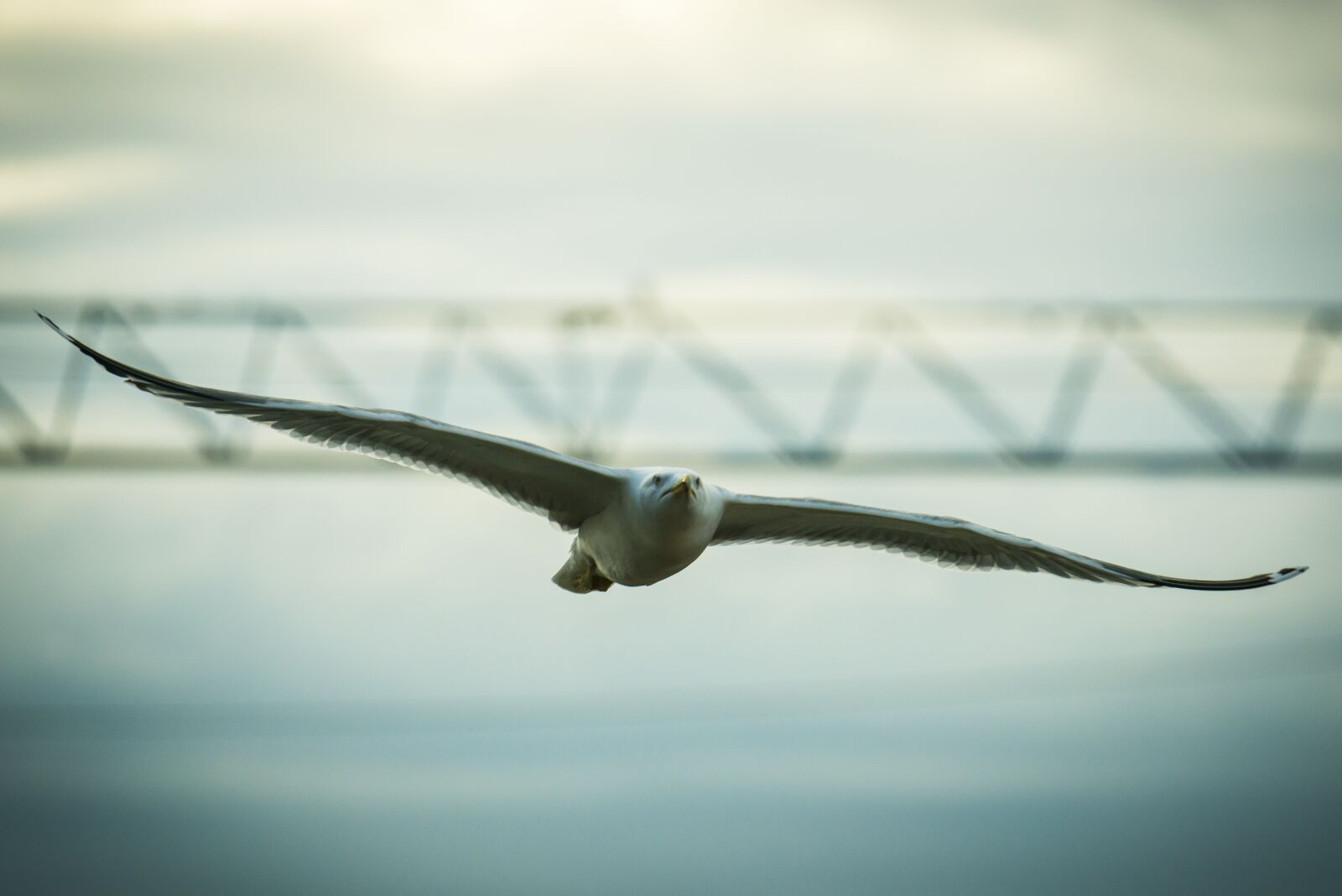 Nikon D800 sample photo. Seagull, bird, the sky photography