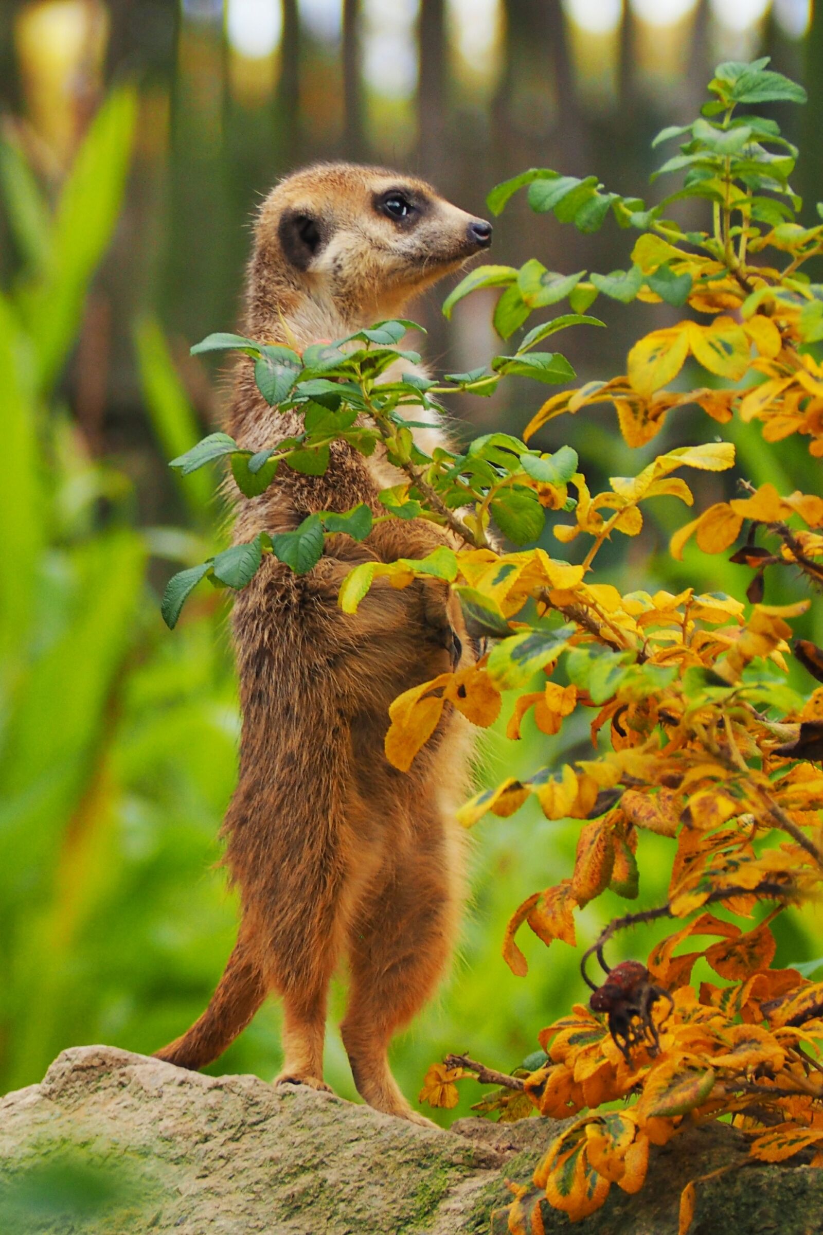 Olympus OM-D E-M10 sample photo. Zoo, animal, garden photography