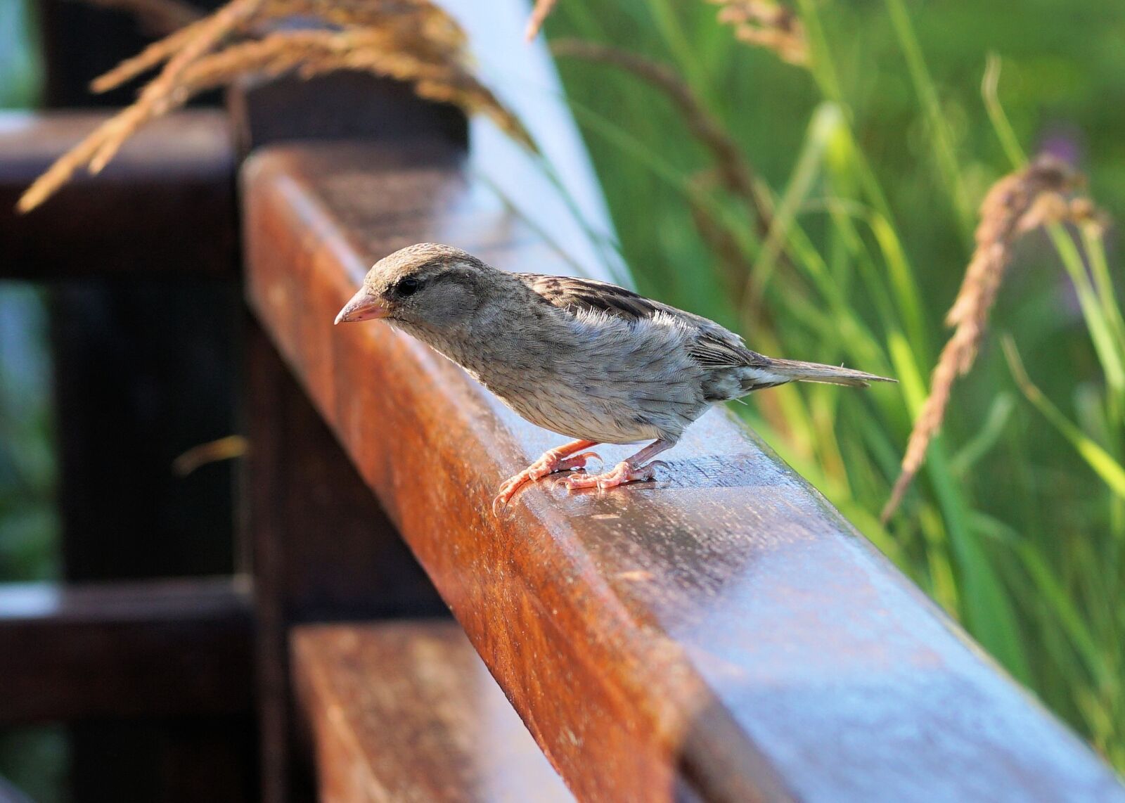 Sony a6000 + E 60mm F2.8 sample photo. Sparrow, bird, nature photography