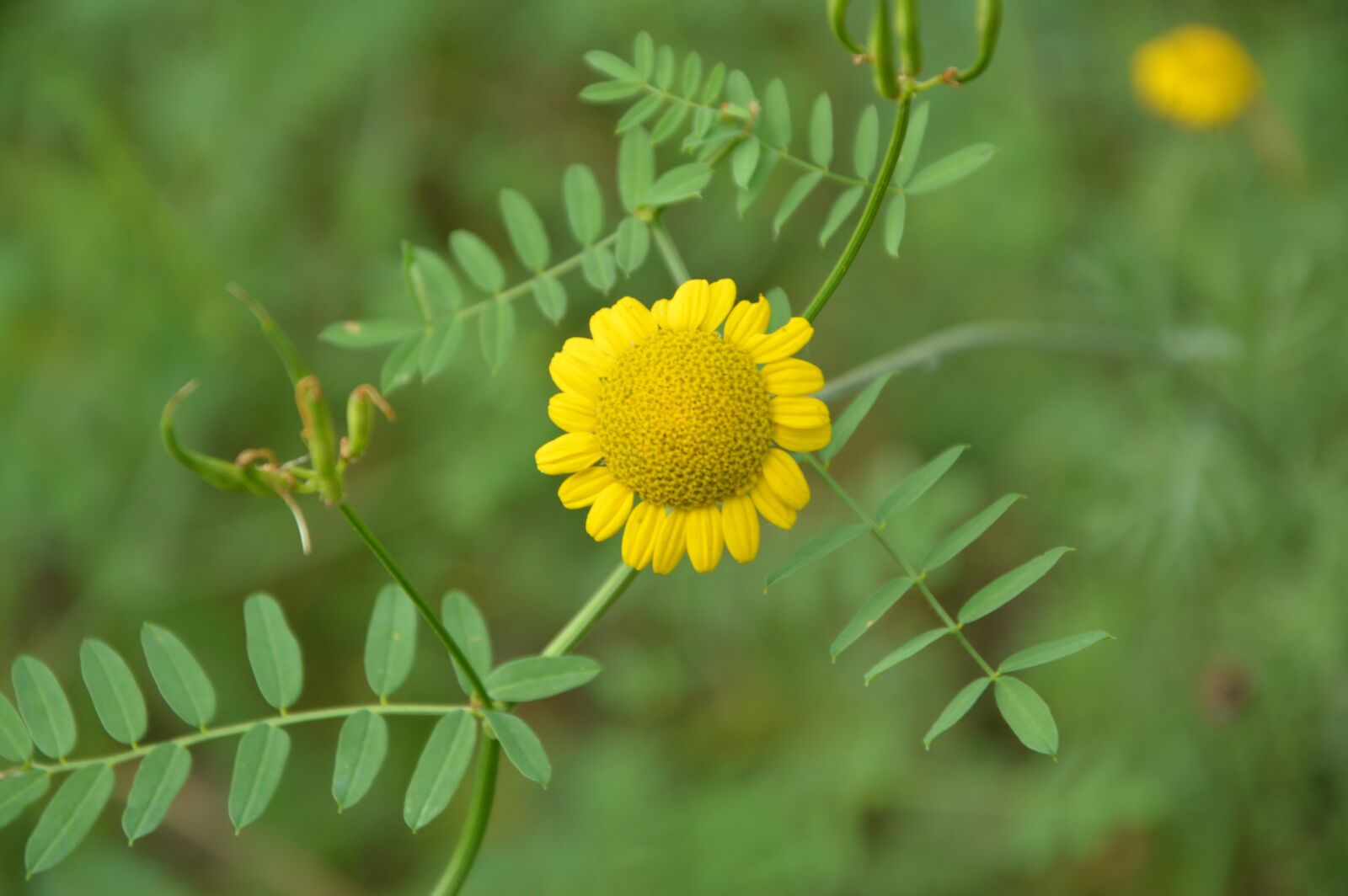 Nikon D3200 sample photo. Krasnodarskiy kray, nature, flowers photography