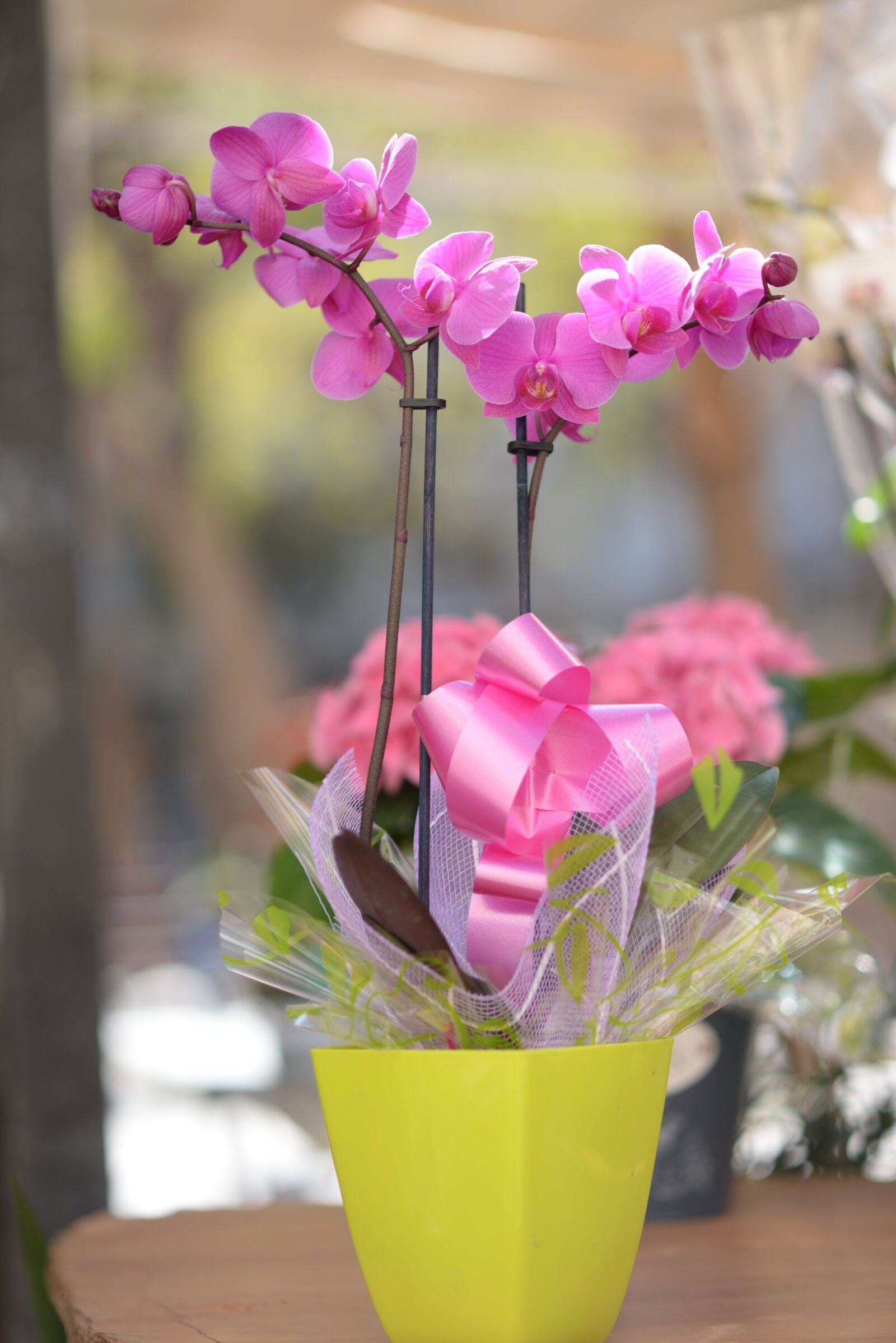 Nikon D610 sample photo. Flower, nature, plant photography