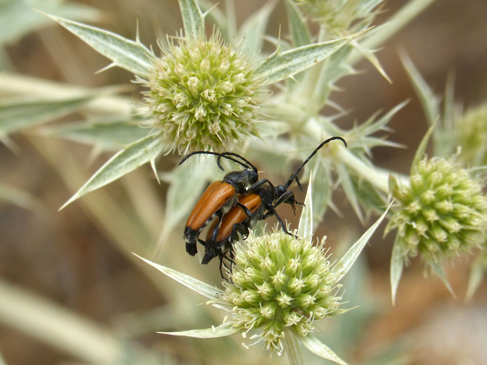 Panasonic DMC-FZ62 sample photo. Weevil, orange beetle, reproduction photography