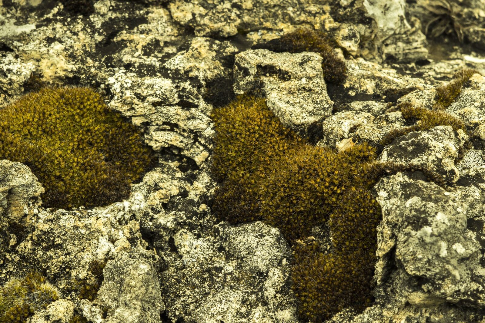Sony a6300 + Sigma 30mm F2.8 EX DN sample photo. Nature, moss, rock, lichen photography