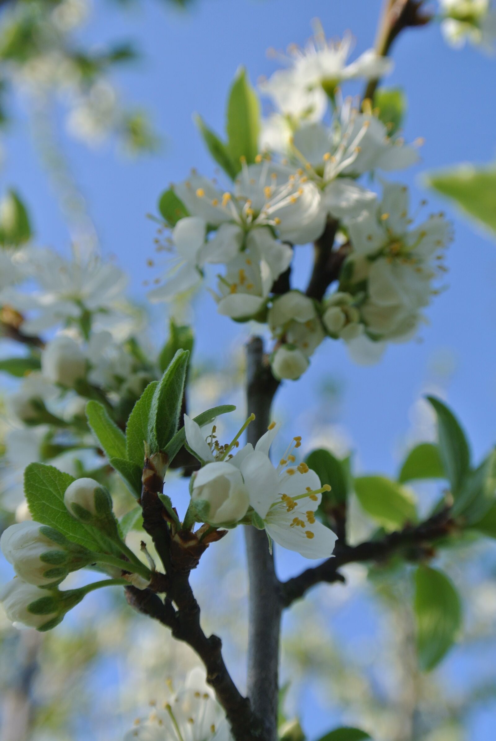 Nikon 1 J2 sample photo. Flowers, branch, spring photography