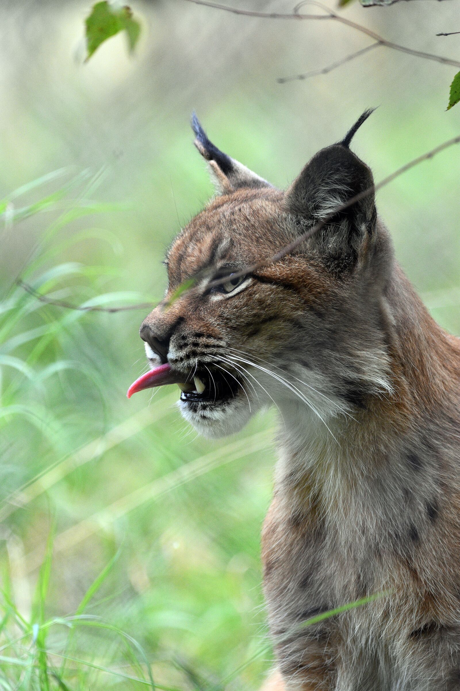 Nikon D3400 sample photo. Lynx, animal, cat photography