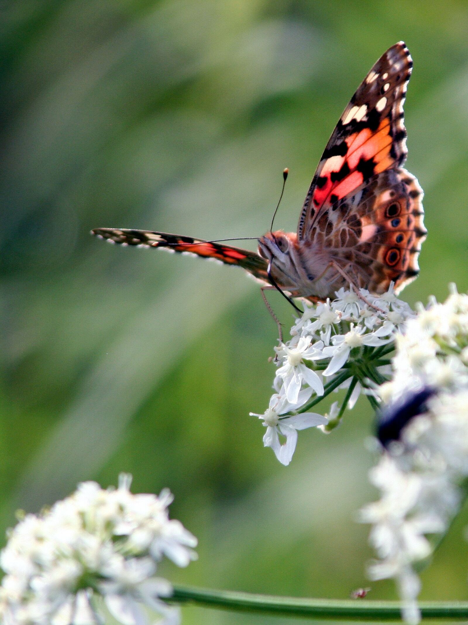Canon EOS 350D (EOS Digital Rebel XT / EOS Kiss Digital N) sample photo. Butterfly, wings, colors photography
