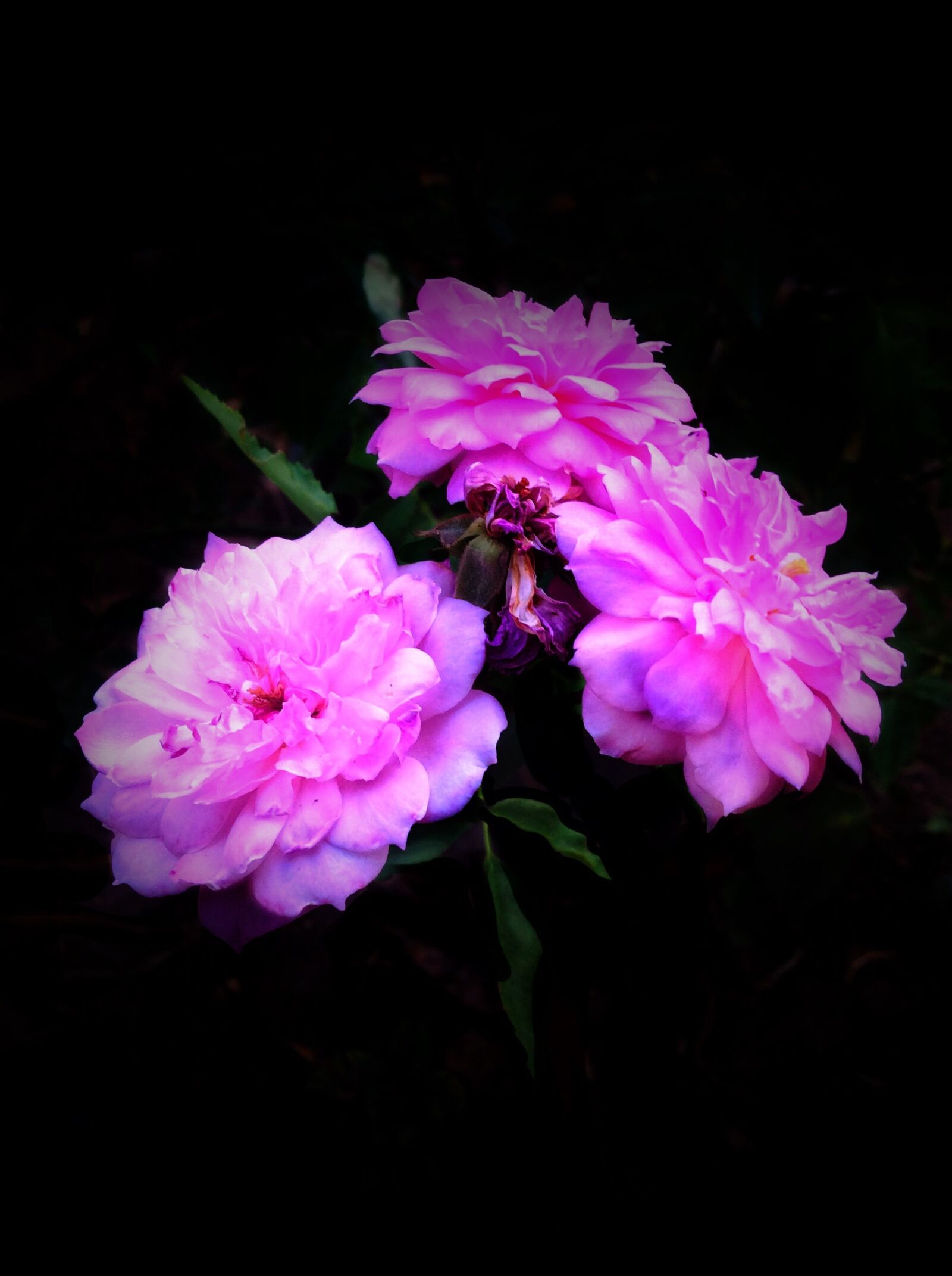 Apple iPad Air sample photo. Flowers, roses, garden photography