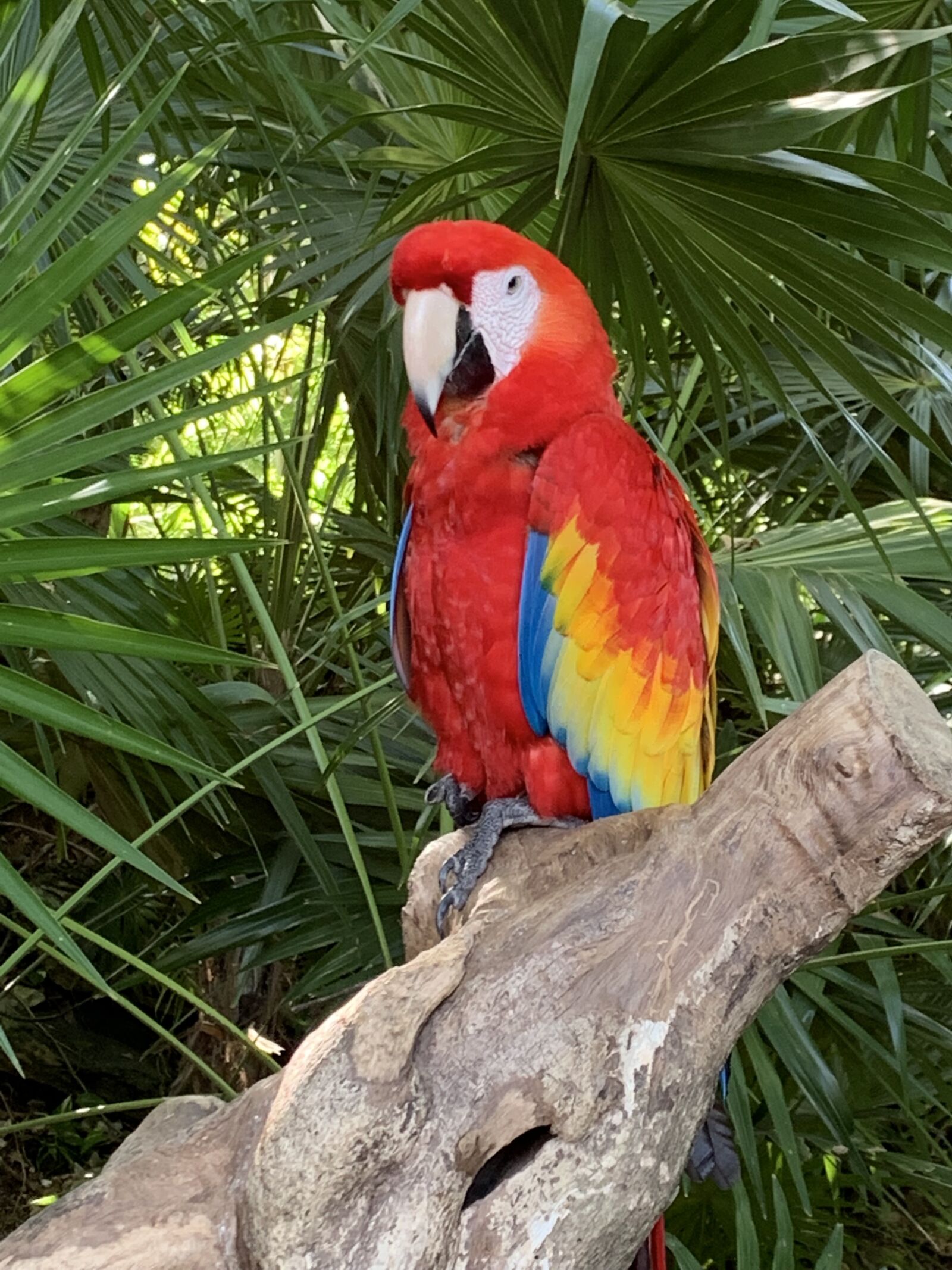 iPhone XR back camera 4.25mm f/1.8 sample photo. Animals, parrot, colors photography