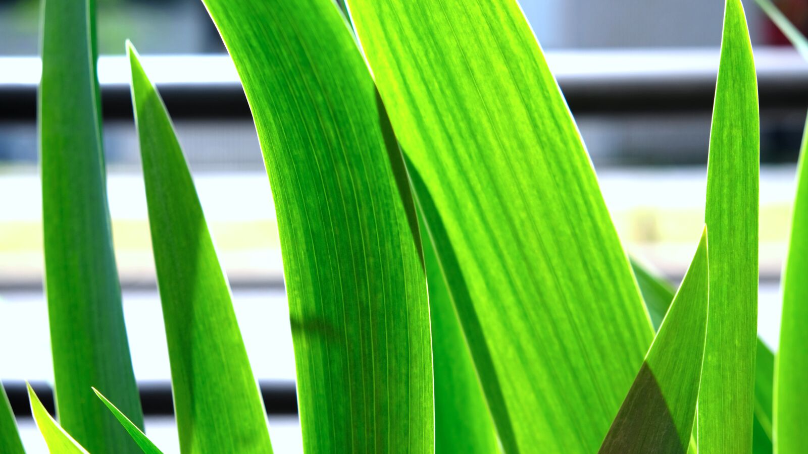 Fujifilm X-T2 sample photo. Green, blade, nature photography