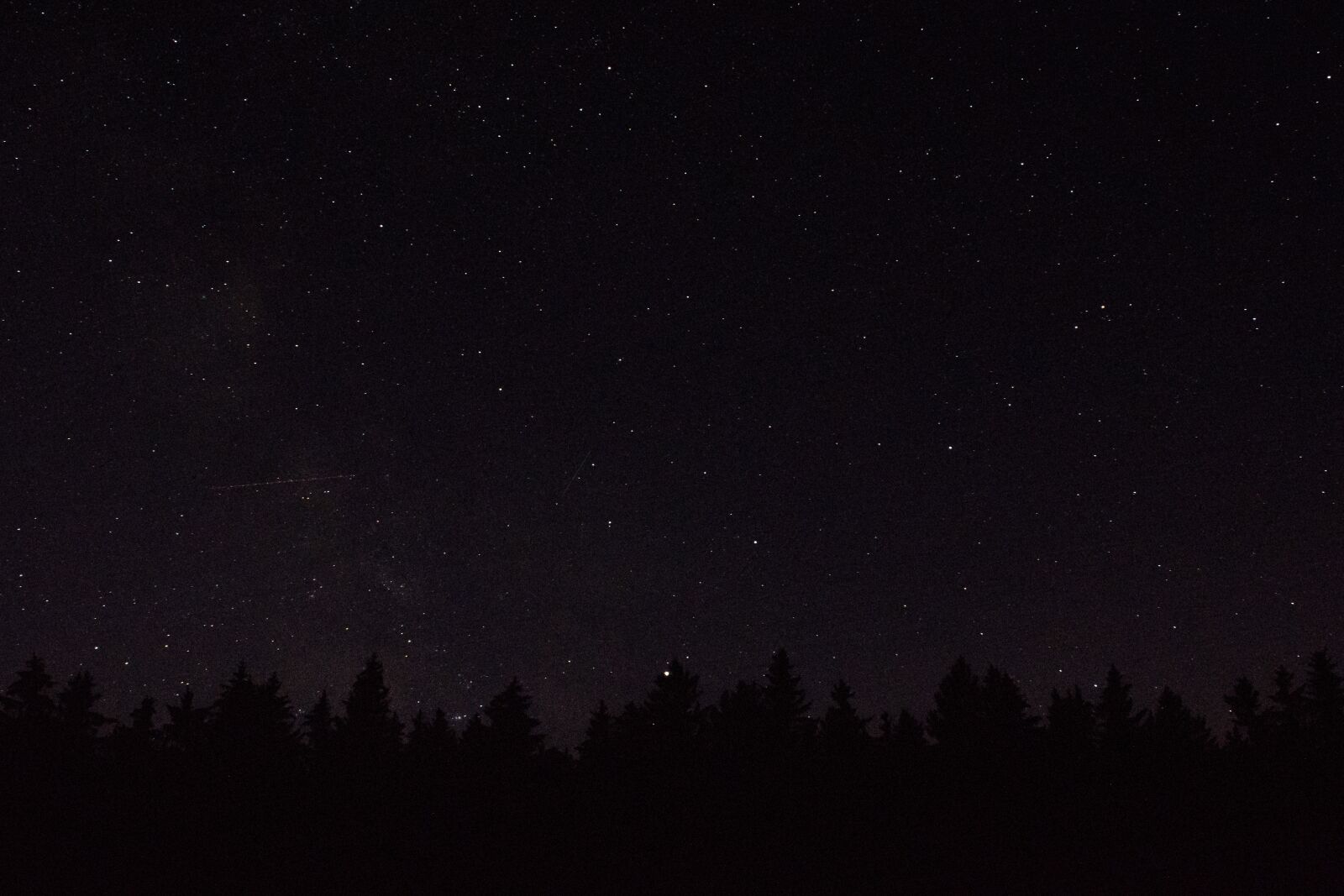 Nikon D5200 sample photo. Stars, trees, forest photography