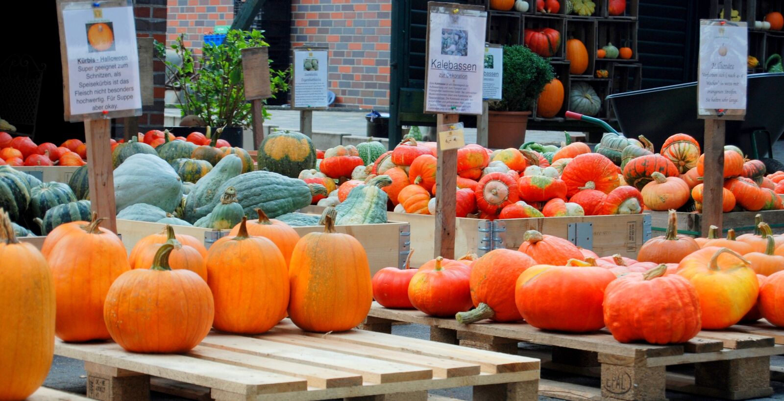 Nikon D80 sample photo. Pumpkin, pumpkins, halloween photography
