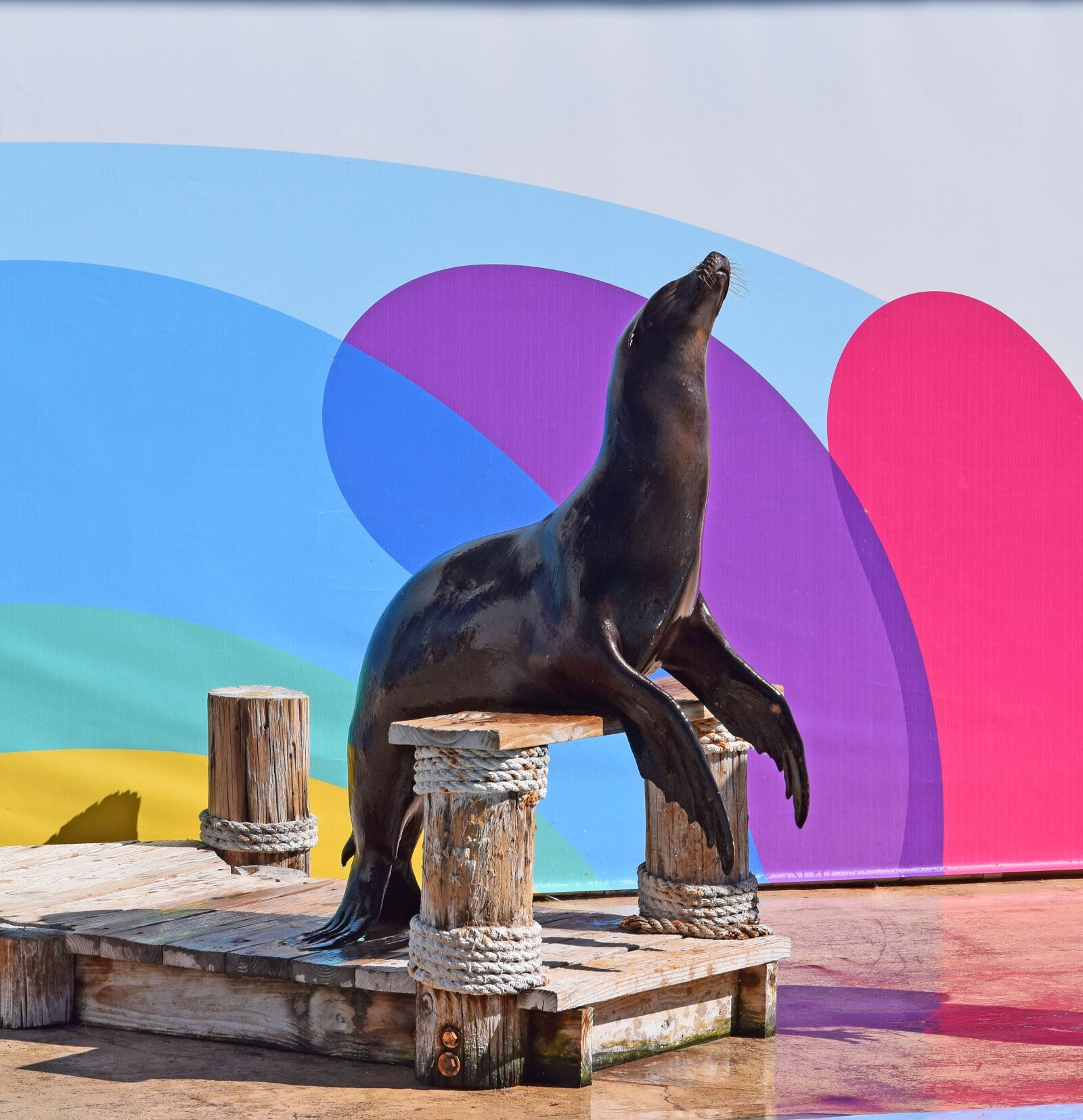 Nikon D3300 sample photo. Sea lion show, sea photography