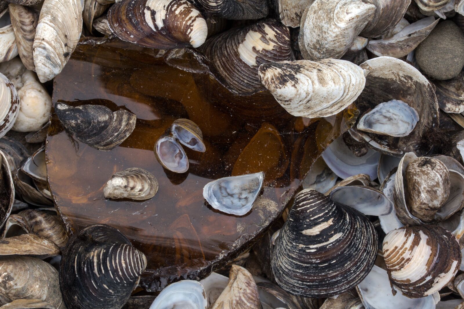 Canon EF-S 60mm F2.8 Macro USM sample photo. Mussels, bank, rhine river photography