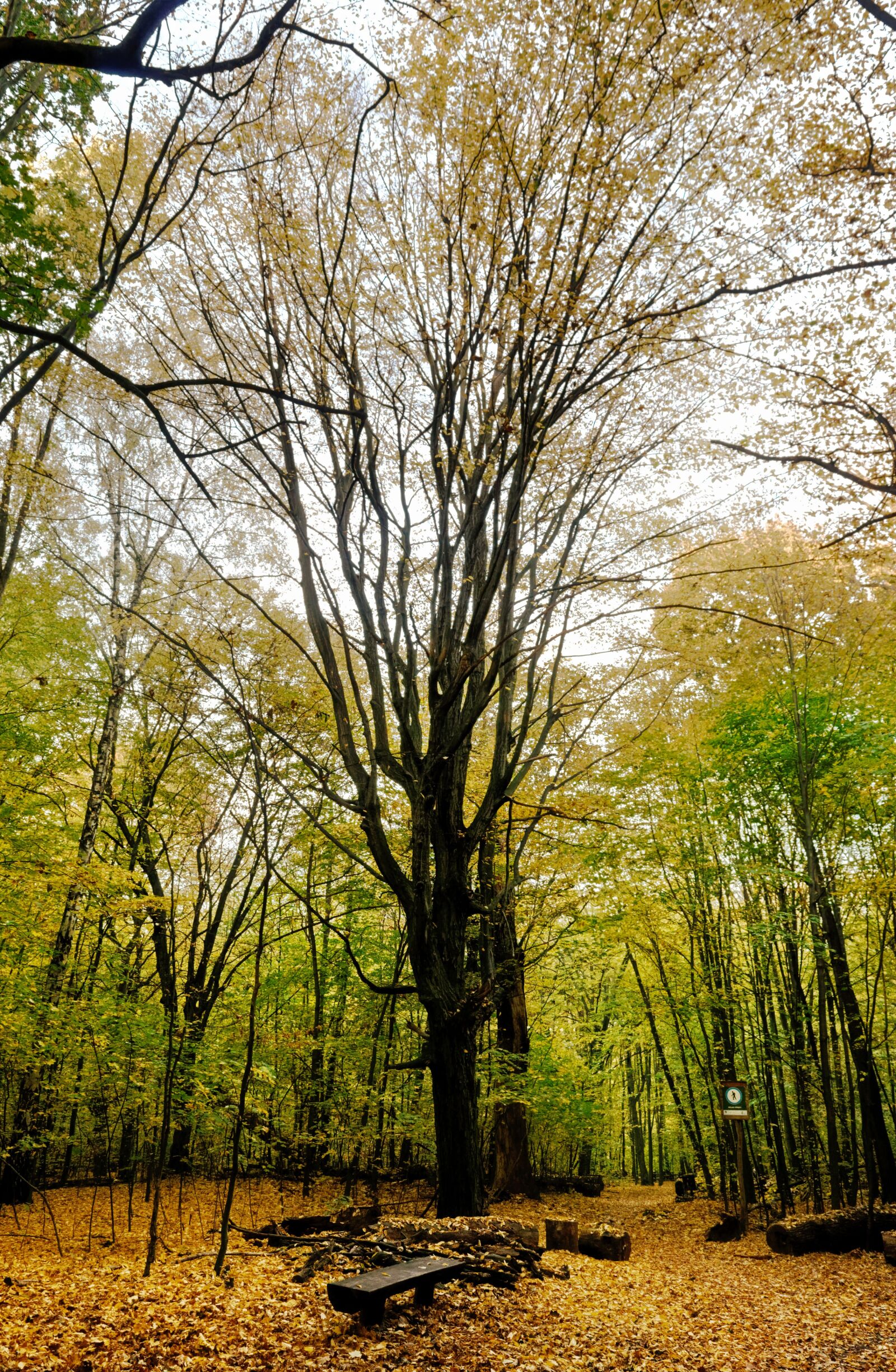 Nikon D3100 sample photo. Landscape, autumn, nature photography