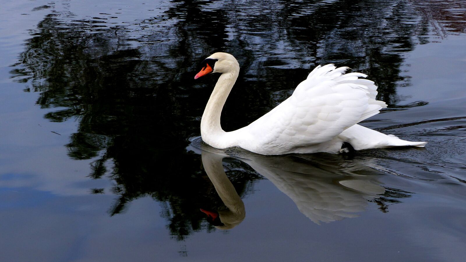 Panasonic Lumix DMC-FZ200 sample photo. Swan, bird, water photography