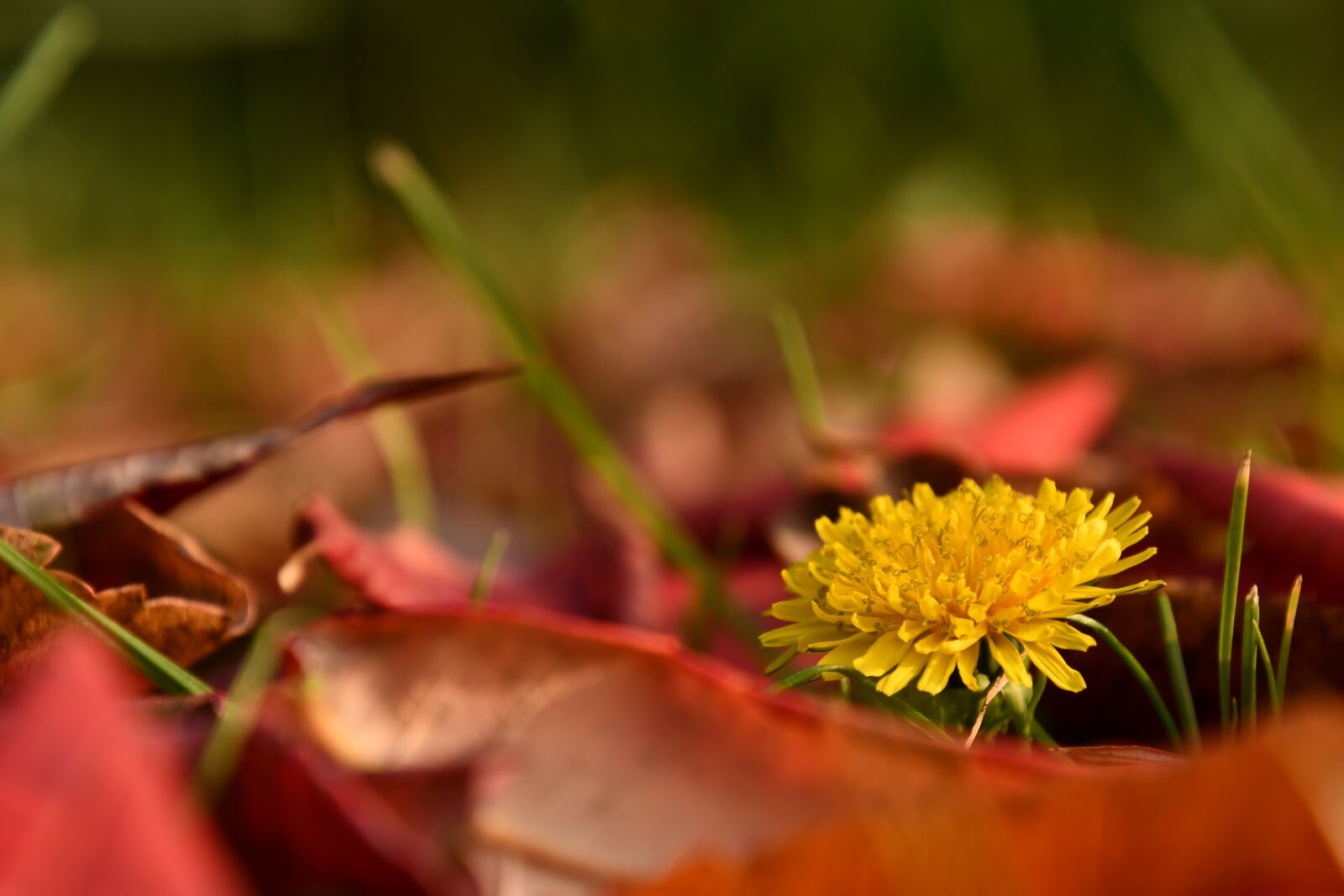 Nikon D7500 sample photo. Dandelion, contrast, springtime in photography