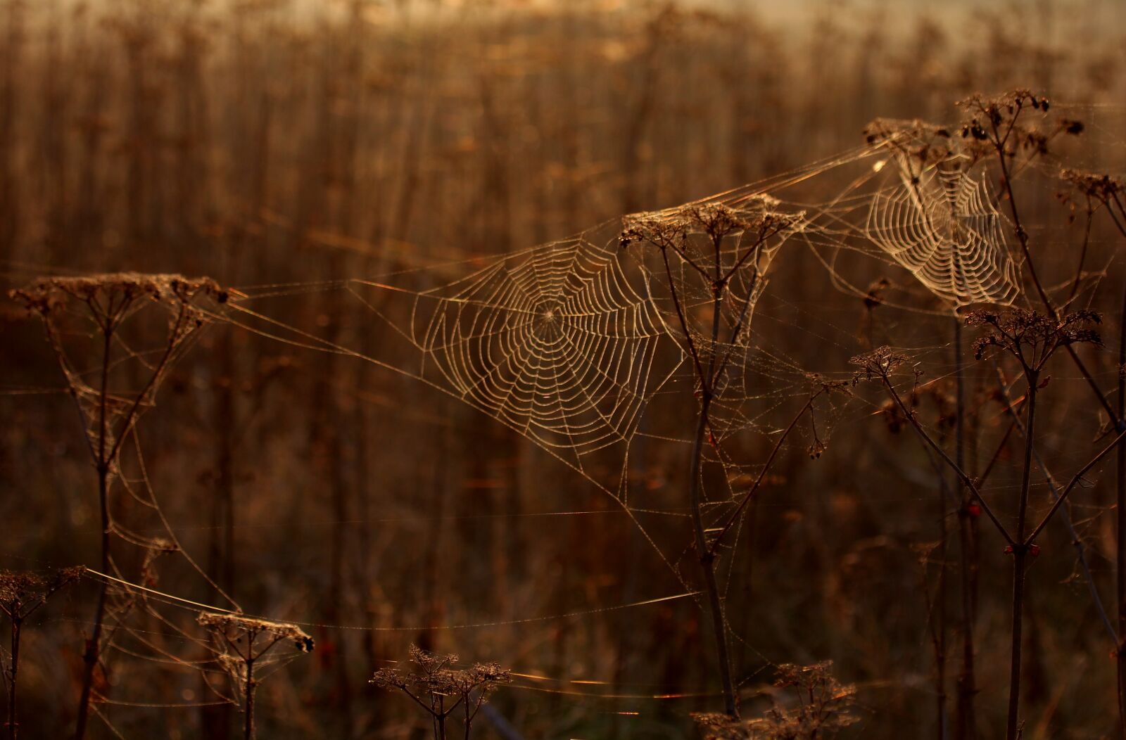 Canon EF-S 60mm F2.8 Macro USM sample photo. The haze, cobwebs, autumn photography