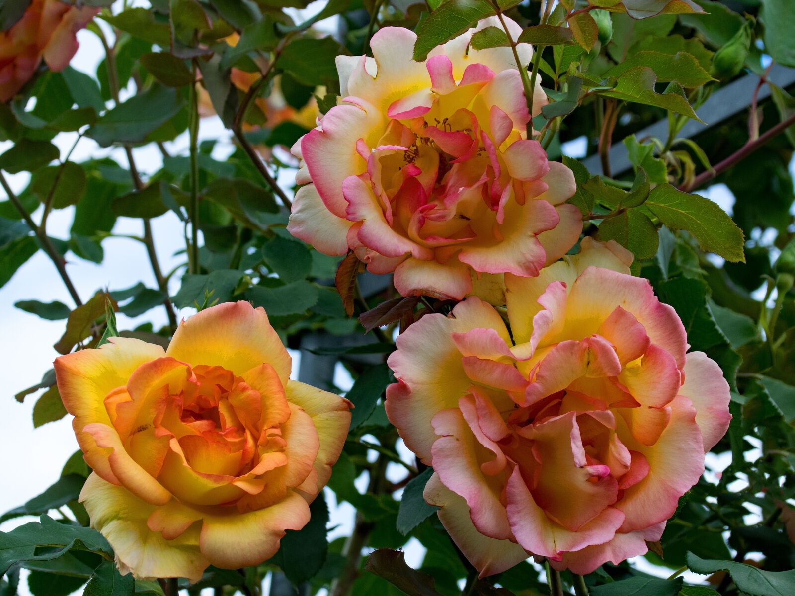 Nikon D5300 sample photo. Rose, parure d'or, climbing photography