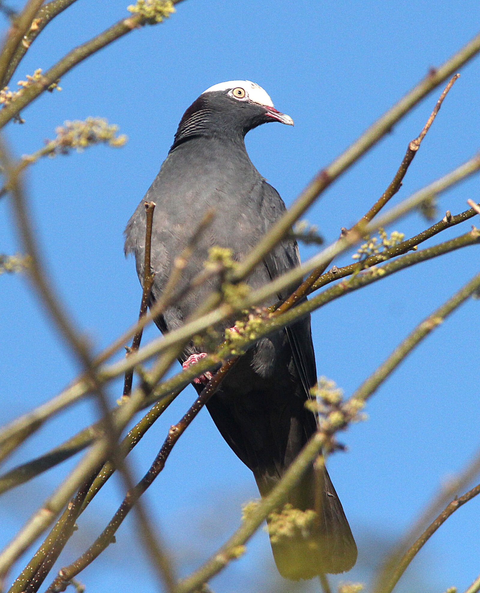 Canon EF 300mm F4L IS USM sample photo