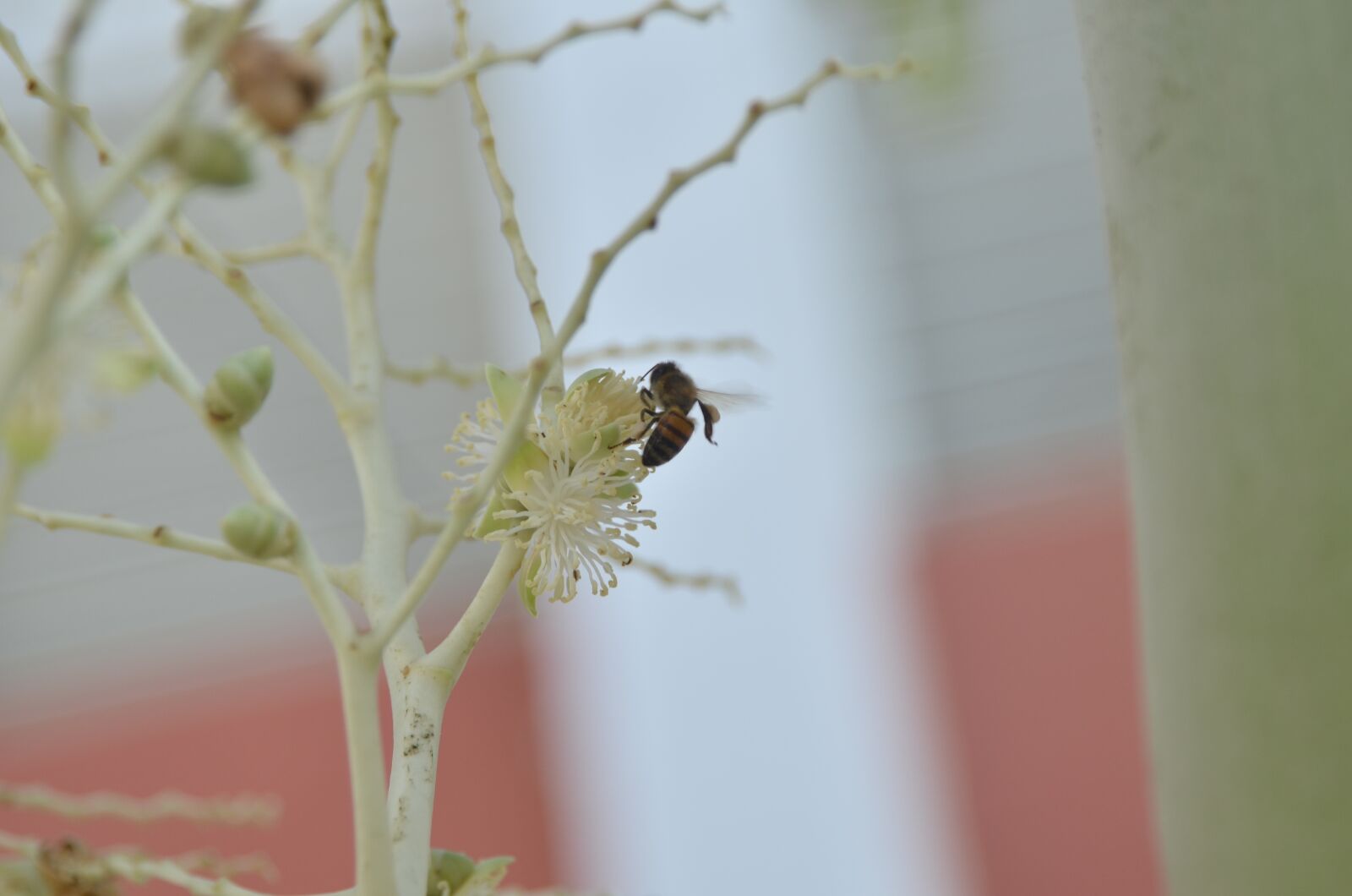 Nikon D5100 sample photo. Flowers, bees, nectar photography
