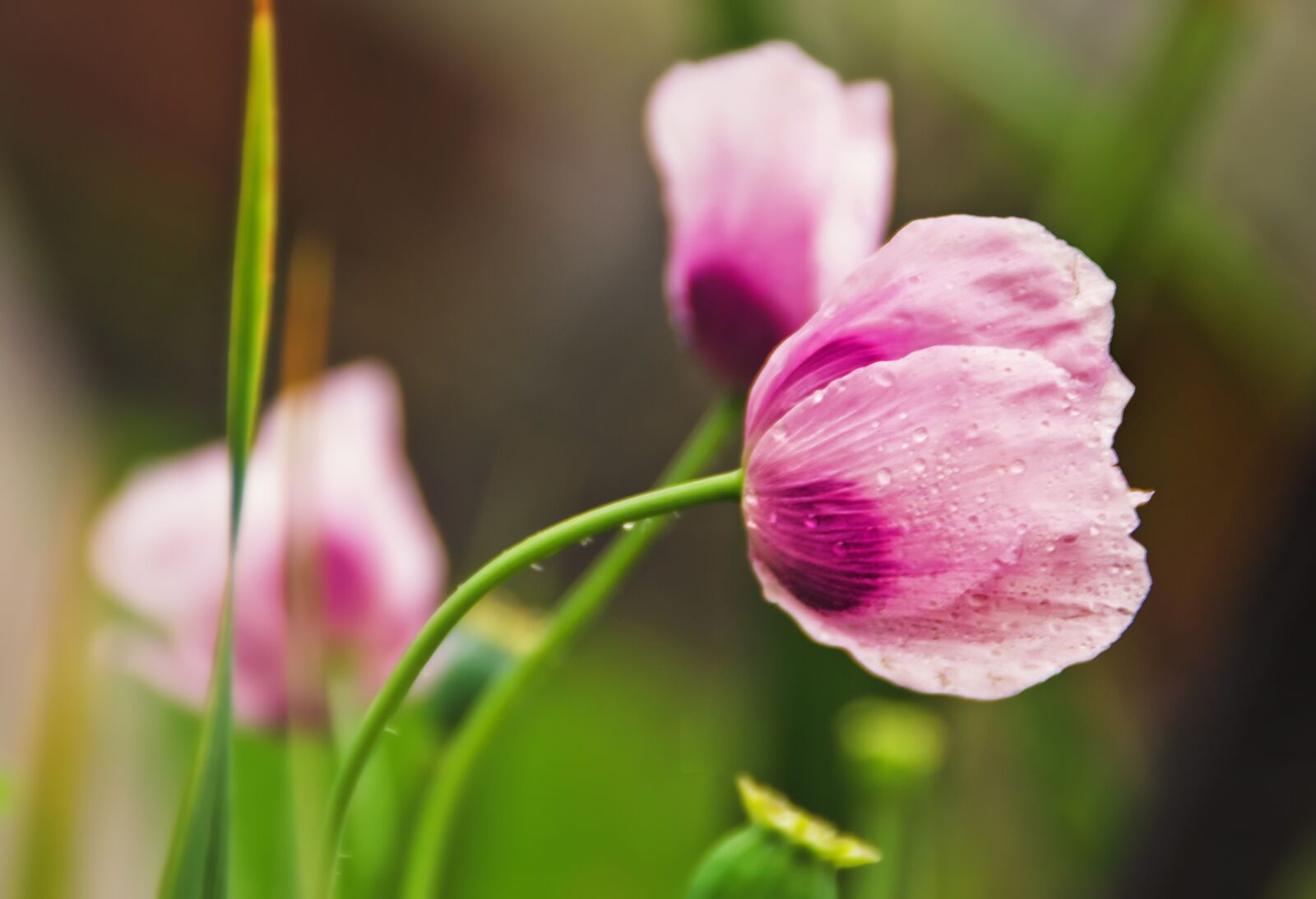 Nikon D3100 sample photo. Nature, flower, plant photography