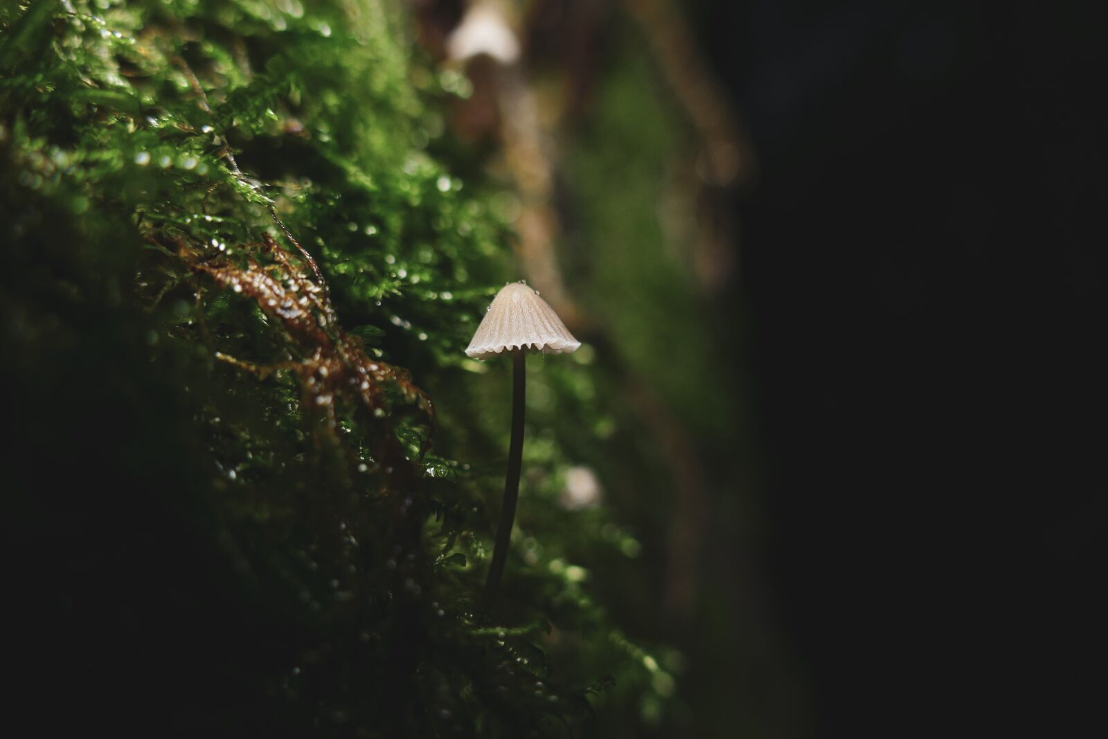 Panasonic Lumix DMC-FZ1000 sample photo. Mushroom, autumn, nature photography