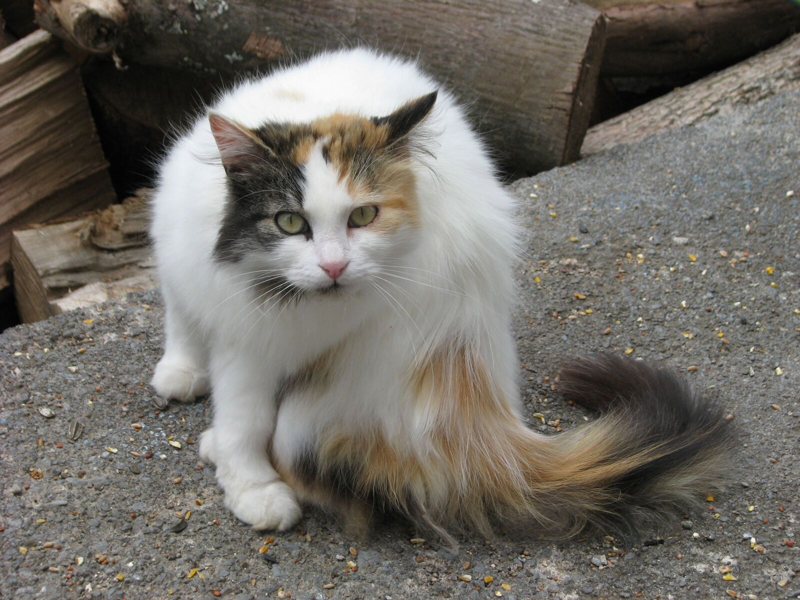 Canon POWERSHOT S5 IS sample photo. Domestic cat, felis catus photography